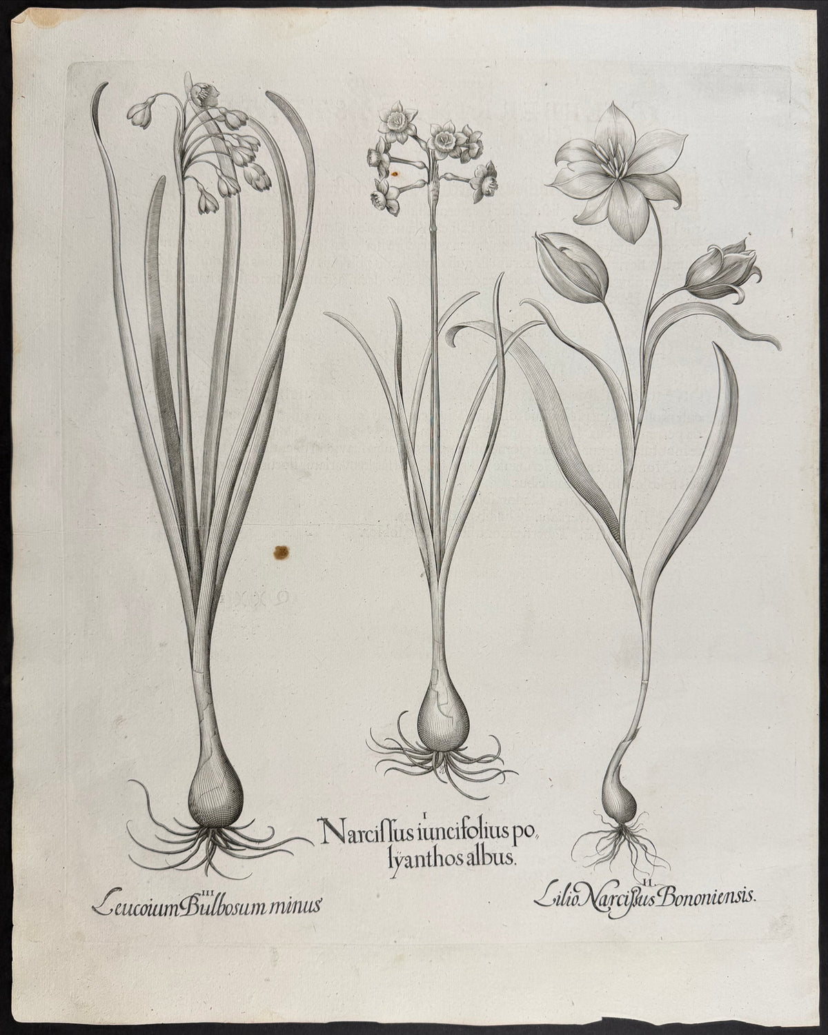 Rush-leaved Daffodil [Narcissus iuncifolius]; Lily Daffodil [Lilio Narcissus]; Spring Snowflake [Leuconium Bulbosum]