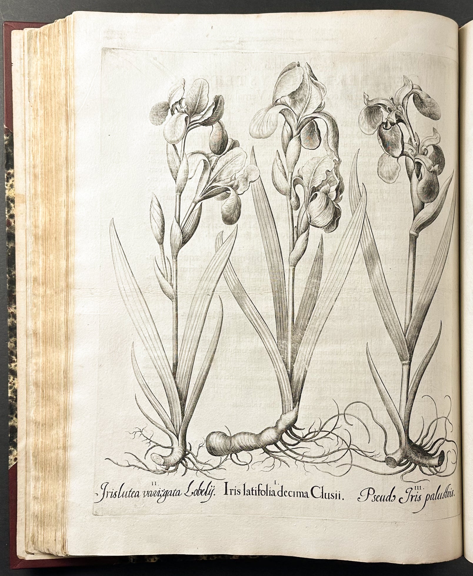 Hortus Eystettensis
