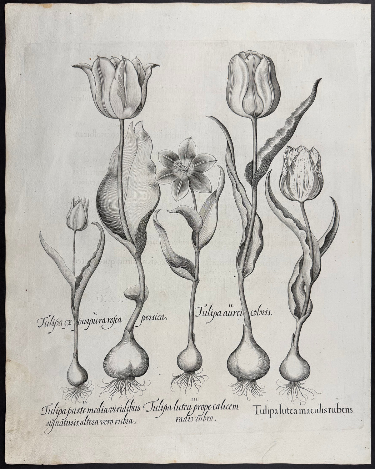 Tulip [Tulipa]
