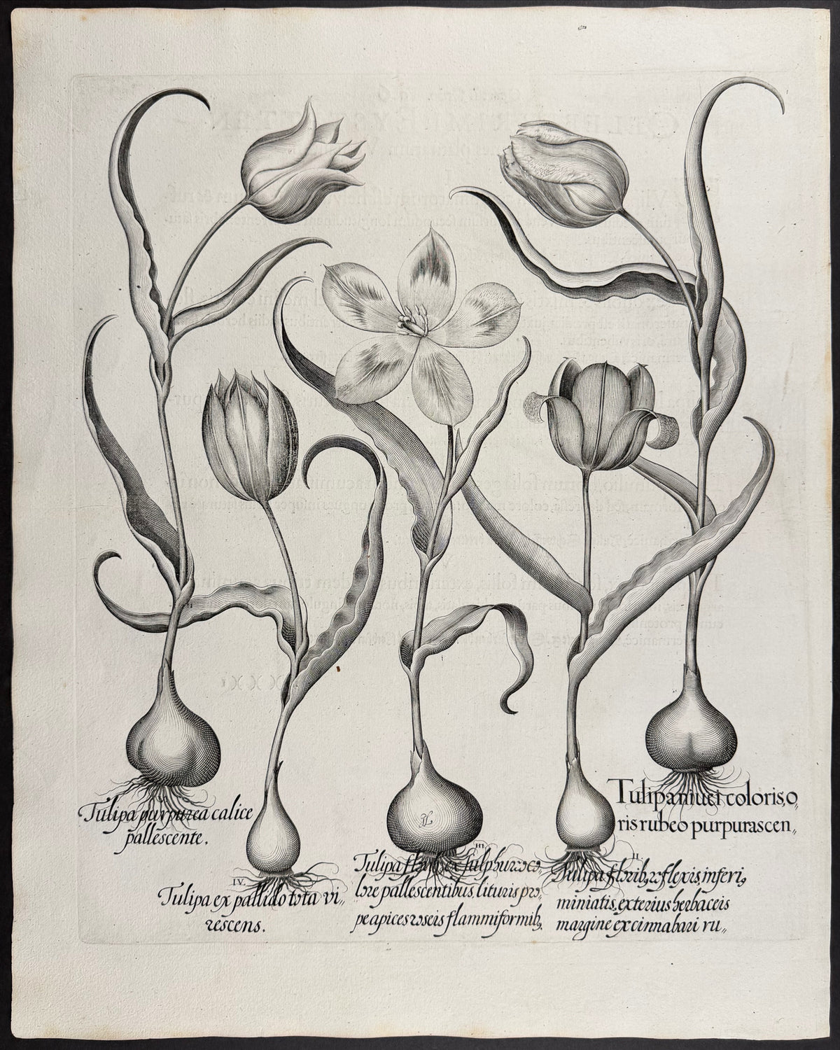 Tulip [Tulipa]