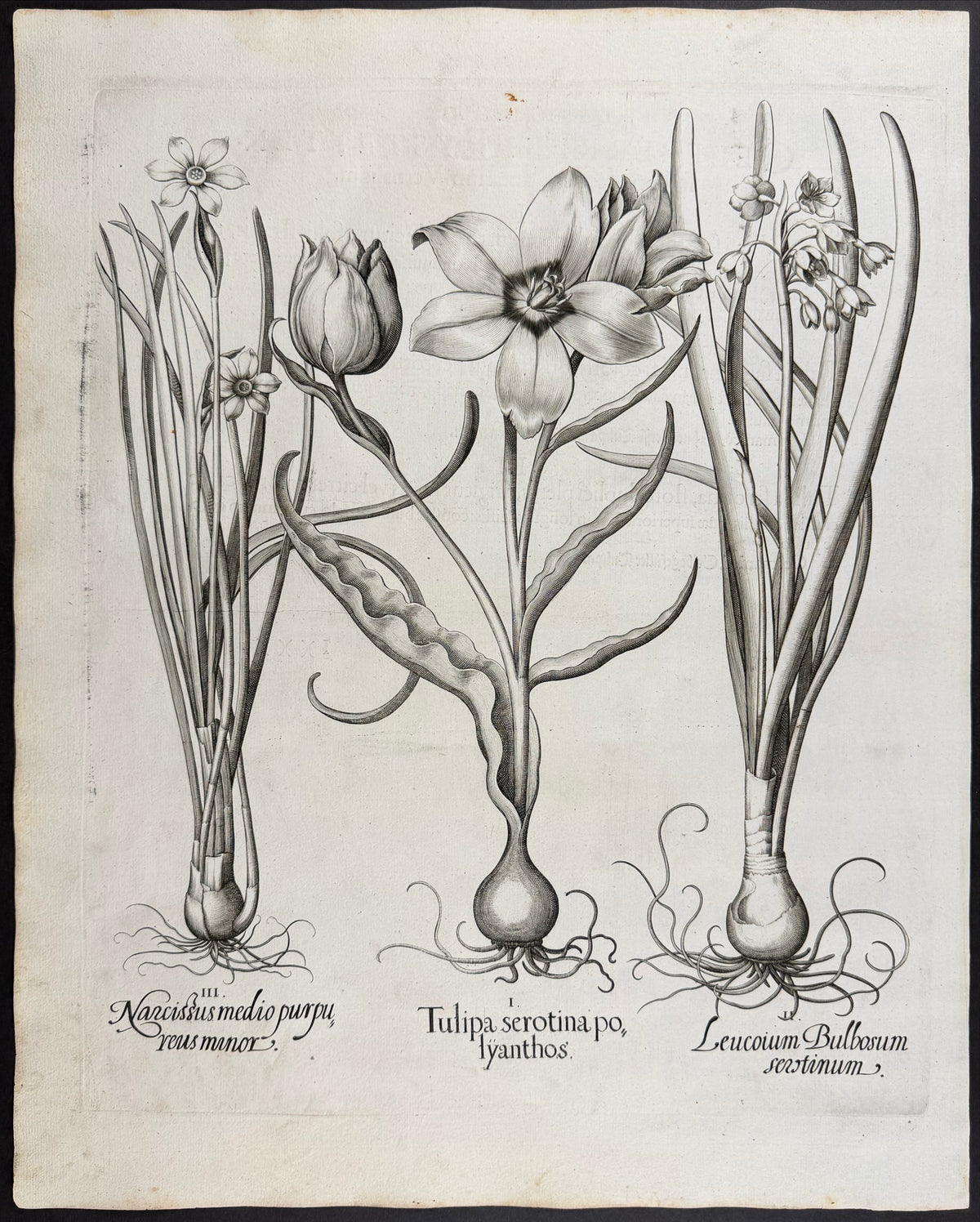 Late Tulip [Tulipa serotina]; Spring Snowflake [Leucoium Bulbosum]; Medium Daffodil [Narcissus medio]