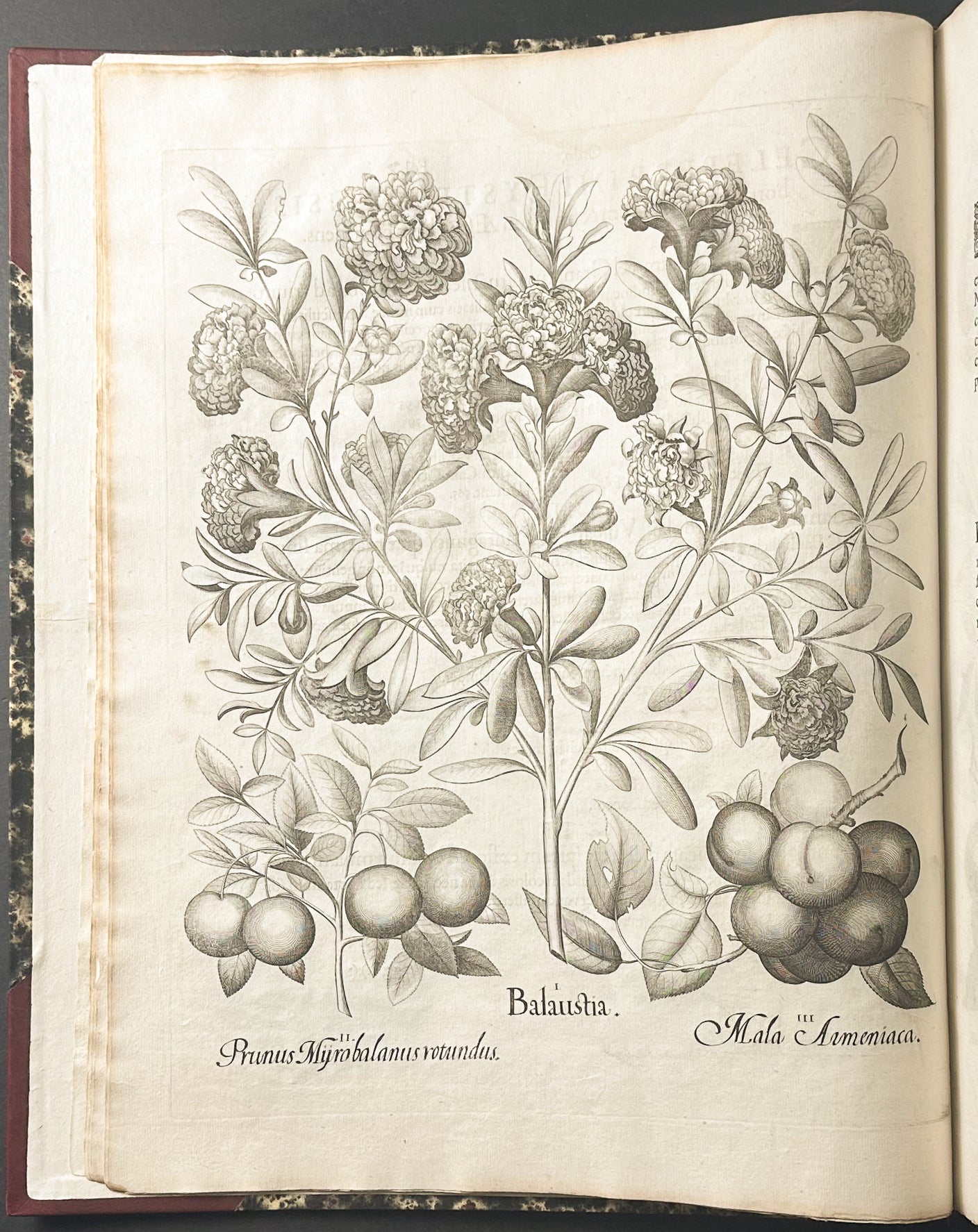 Hortus Eystettensis