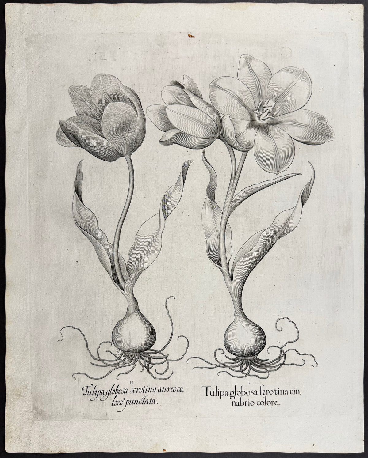 Globe Tulip [Tulipa globosa]