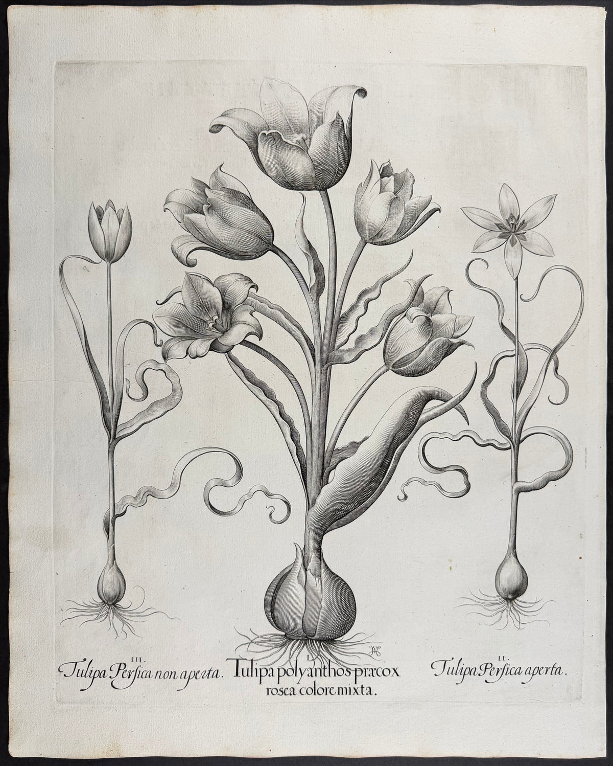 Many-flowered Tulip [Tulipa polyanthos]; Persian Tulip [Tulipa perfica]