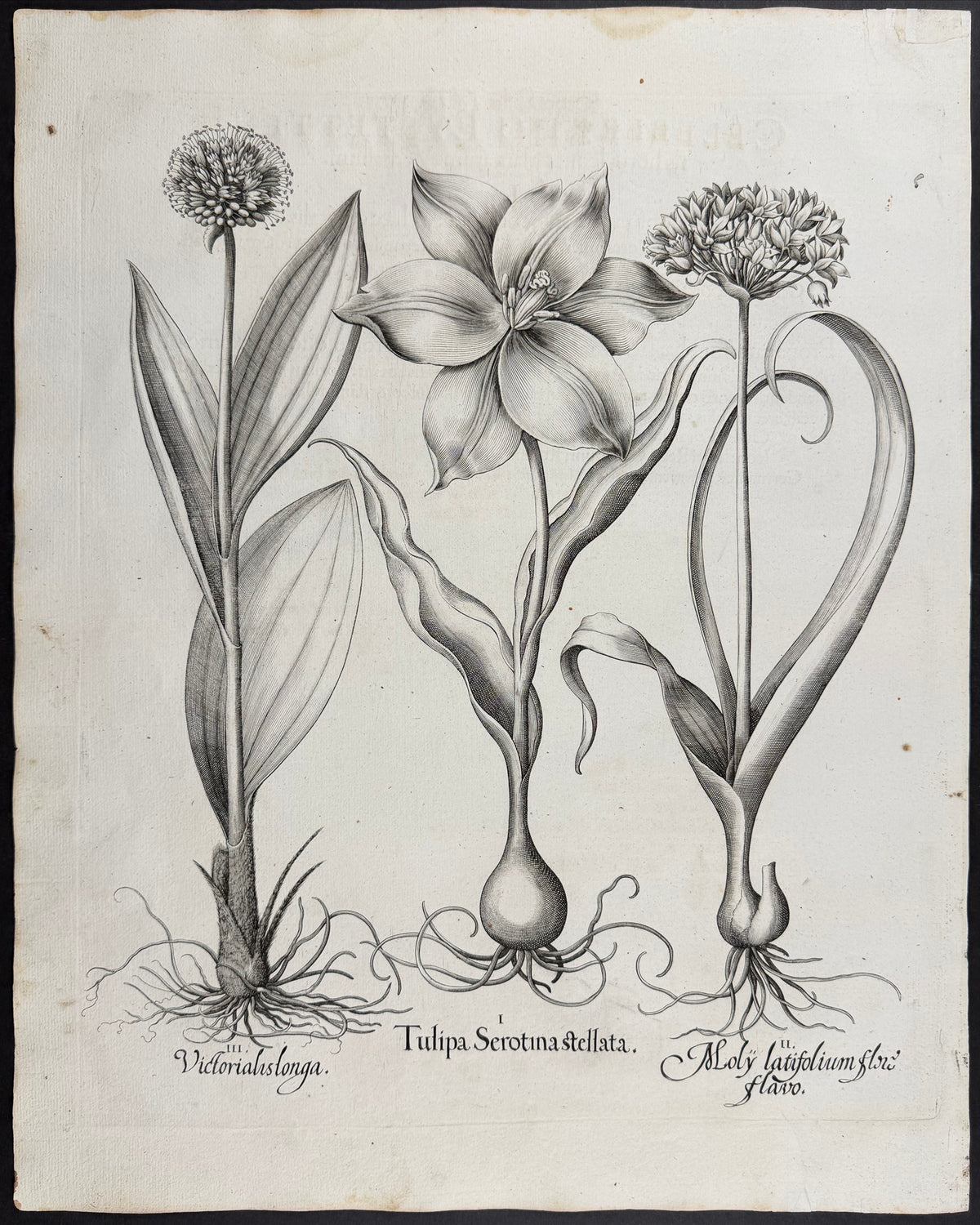 Late Tulip [Tulipa Serotina]; Broad-leaved Garlic [Moly latifolium]; Long Allium [Victorialis longa]