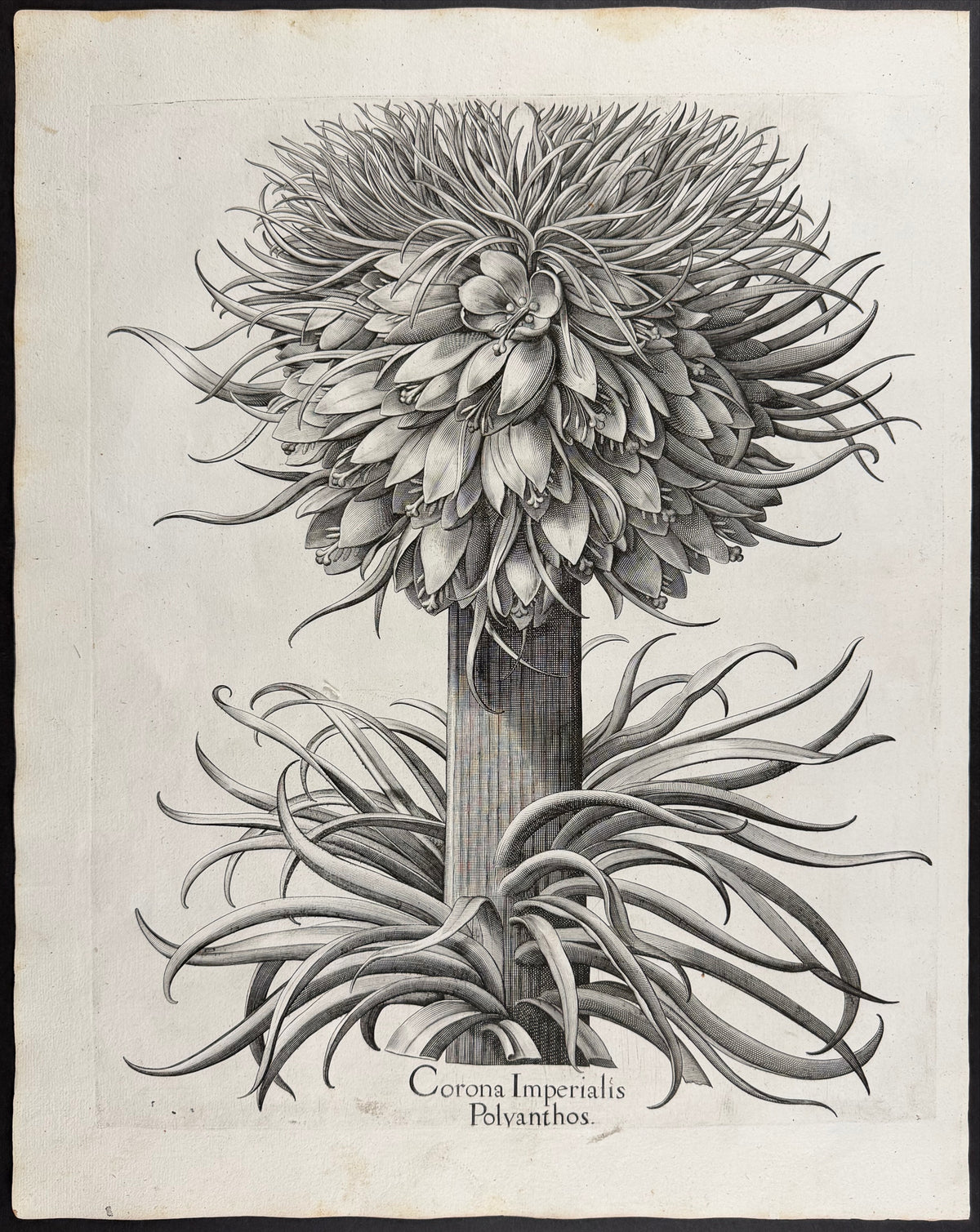 Many-flowered Crown Imperial [Corona Imperialis Polyanthos]