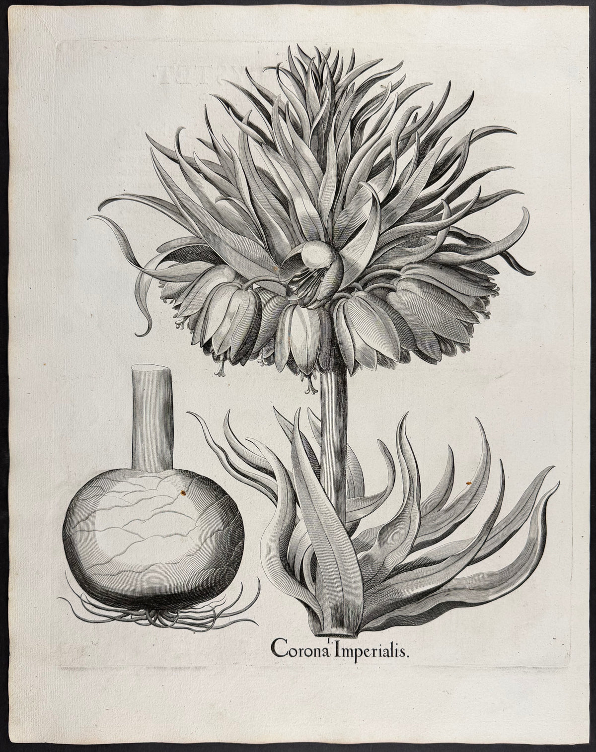 Crown Imperial [Corona Imperialis]
