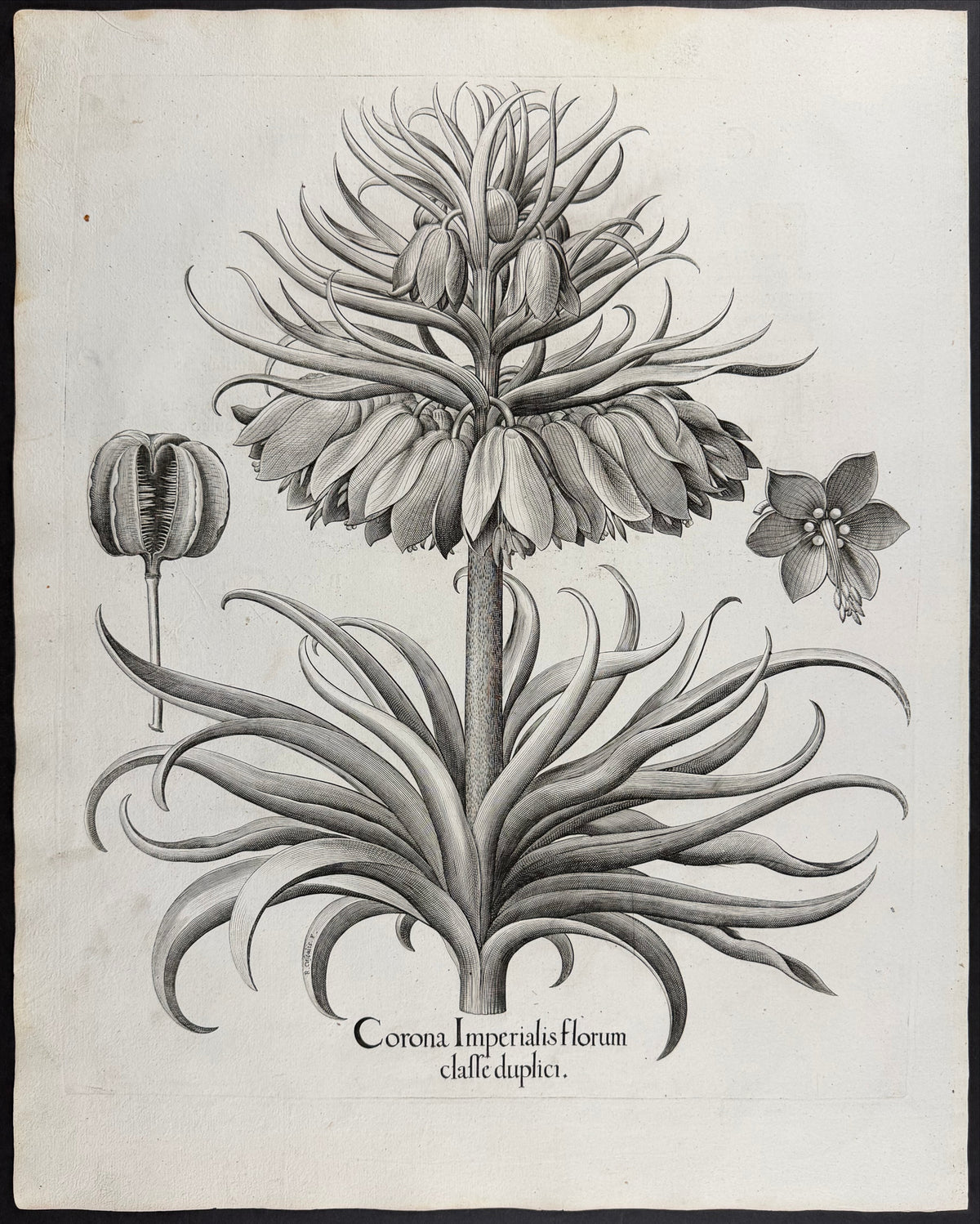 Double Crown Imperial [Corona Imperialis florum classe duplici]