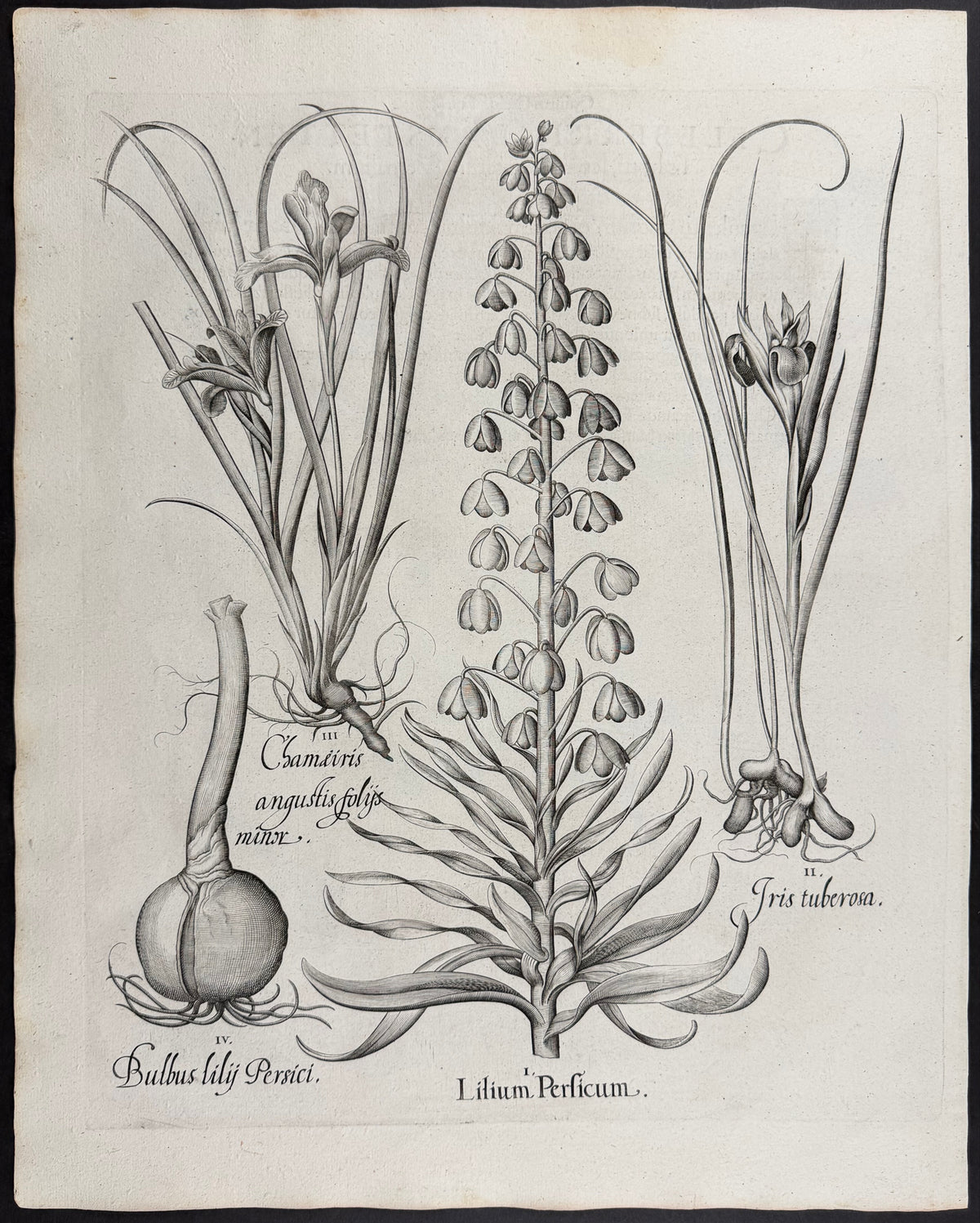 Persian Lily [Lilium Persicum]; Snake's Head Iris [Iris tuberosa]; Narrow Dwarf Iris [Chamaeiris angustis]; Lily Bulb [Bulbus lily]