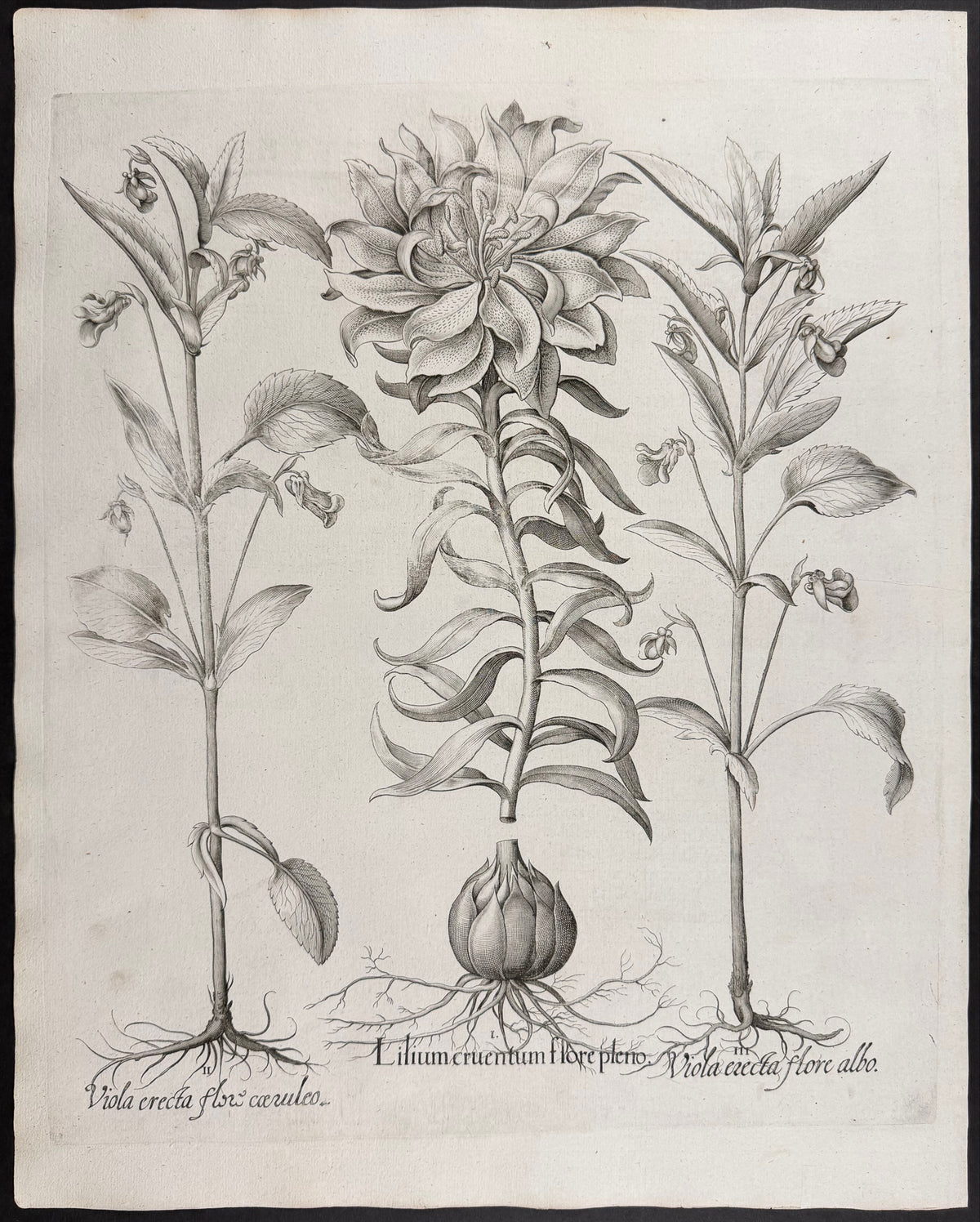 Scarlet Lily [Lilium cruentum]; Upright Violet [Viola erecta]; Upright Violet [Viola erecta]