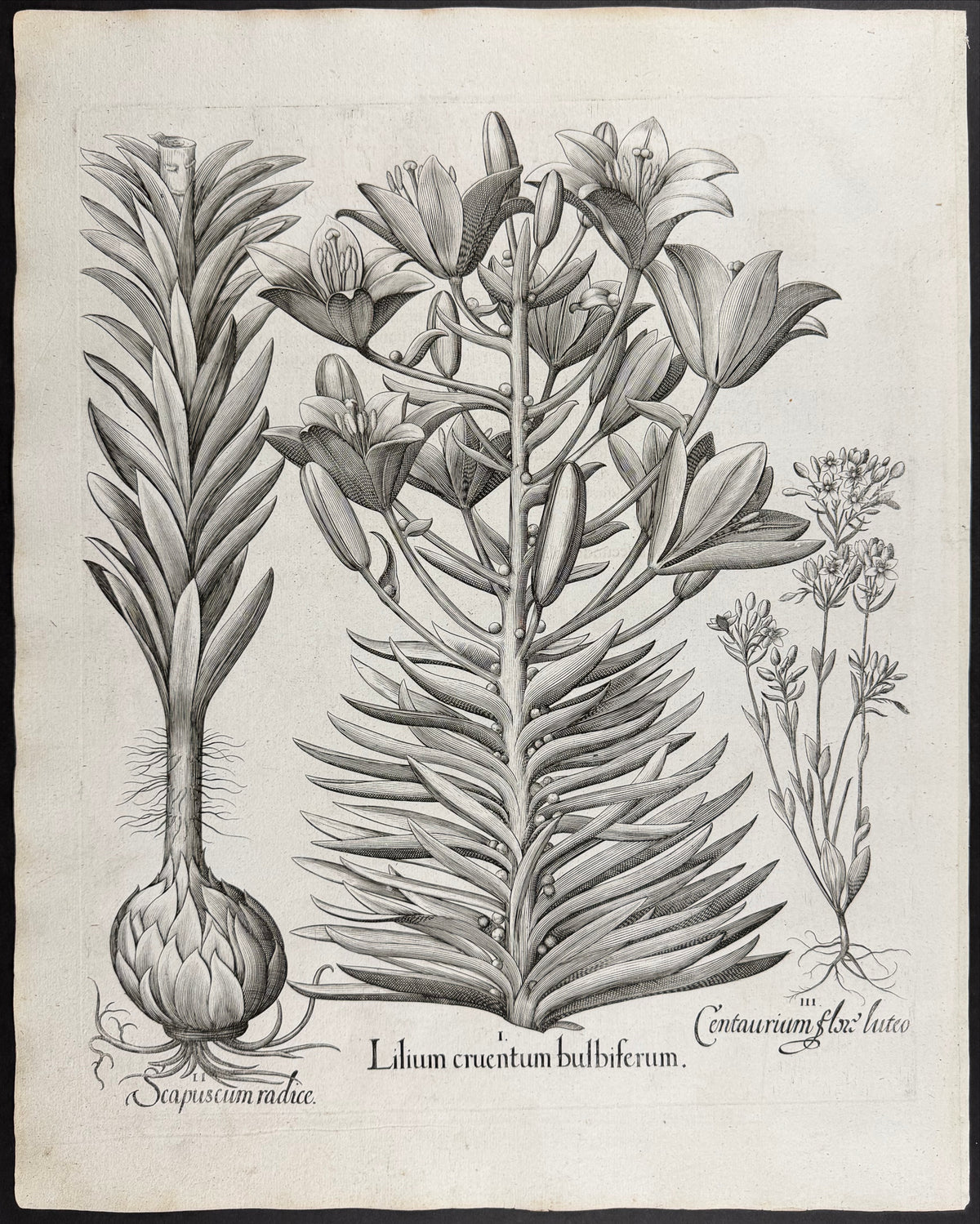 Scarlet Lily [Lilium cruentum]; Scape with Root [Scapuscum radice]; Centaurury Flower [Centaurium flox]