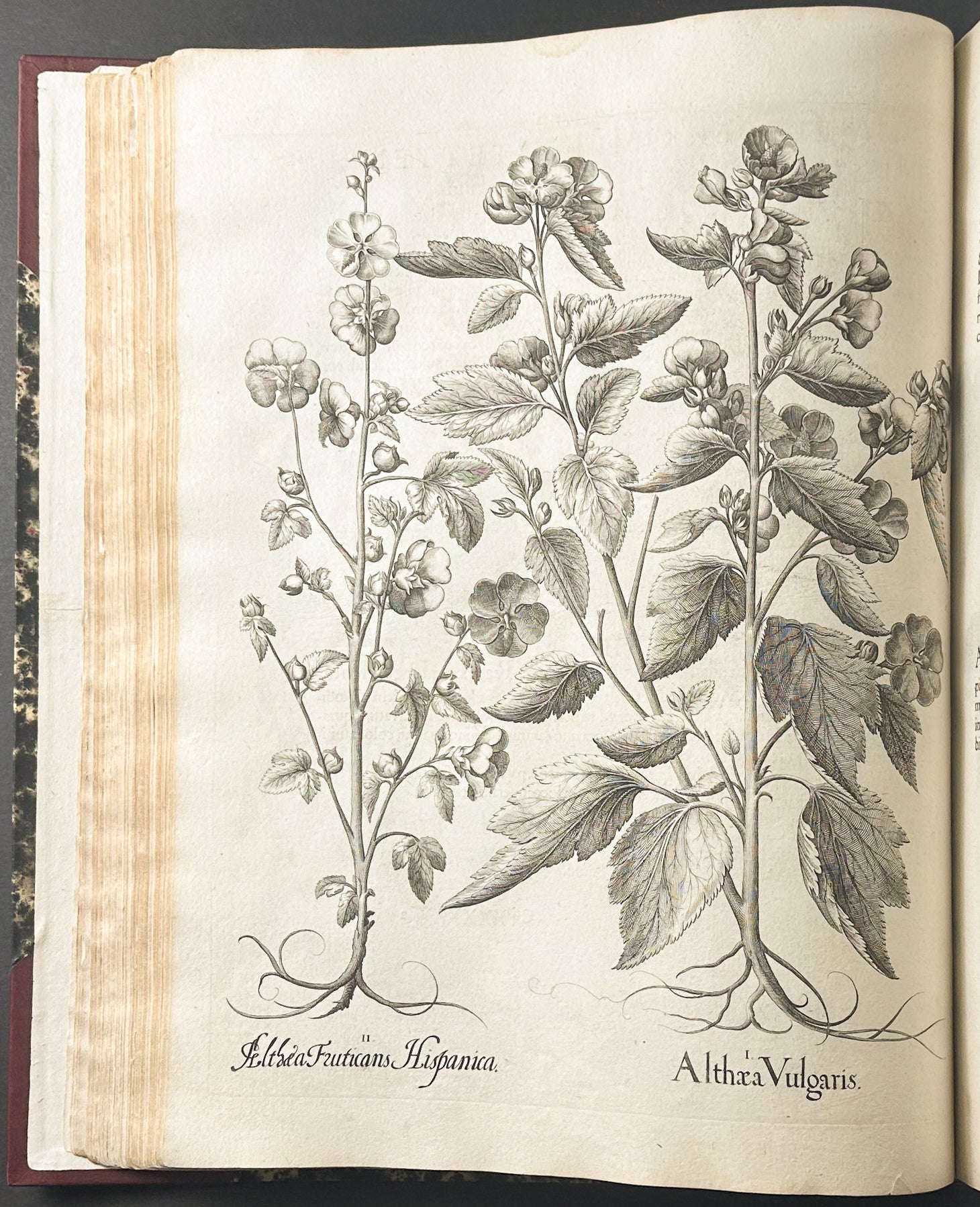 Hortus Eystettensis
