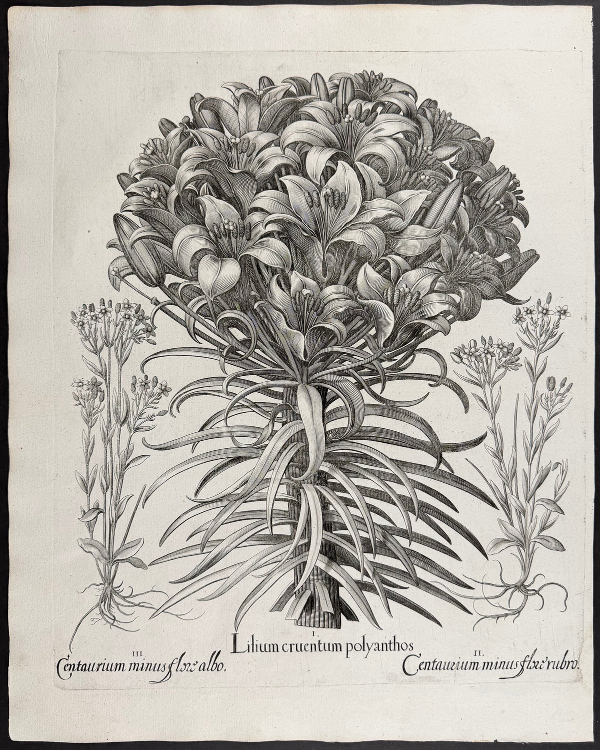 Scarlet Lily [Lilium cruentum]; Common Centaury [Centaurium minus]; Centaurury Flower [Centaurium flox]