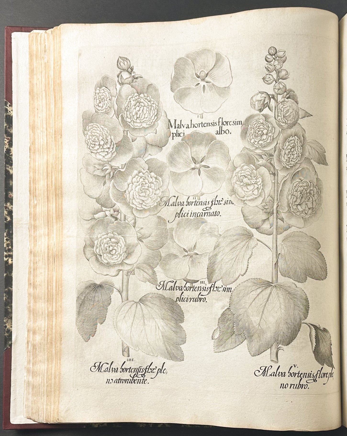 Hortus Eystettensis