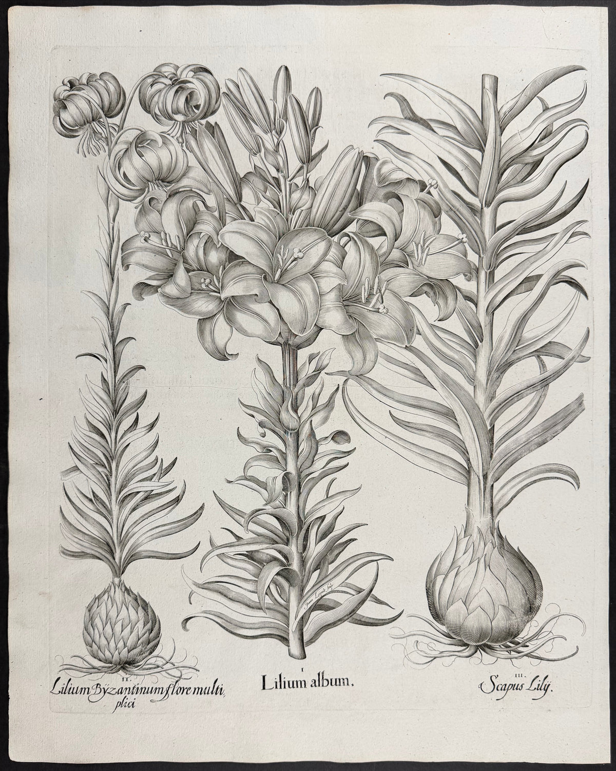 White Lily / Madonna Lily [Lilium album]; Byzantine Lily [Lilium Byzantinum]; Lily Scape [Scapus Lily]