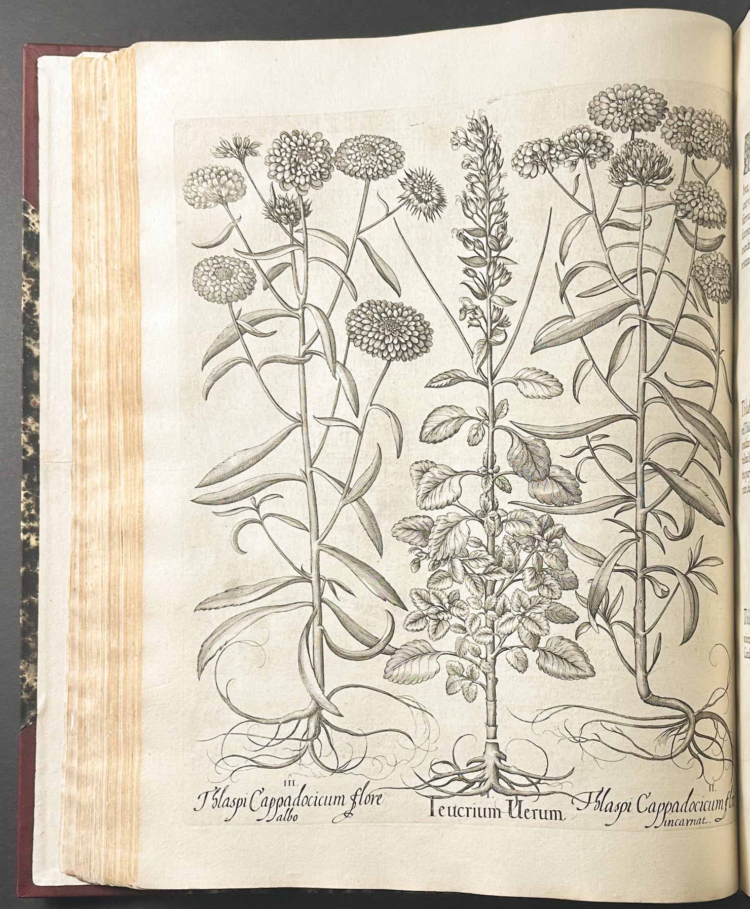 Hortus Eystettensis