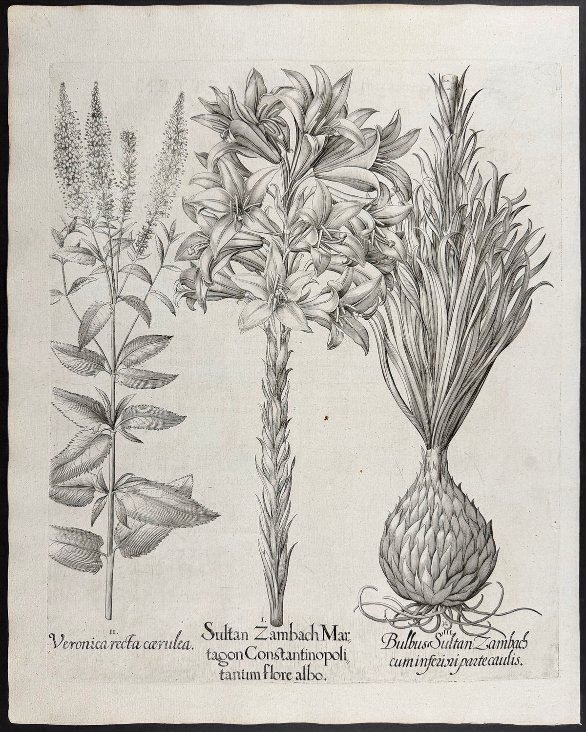 Sultan's Lily [Sultan Zambach]; Upright Speedwell [Veronica recta]; Sultan's Bulb [Bulbus Sultan]