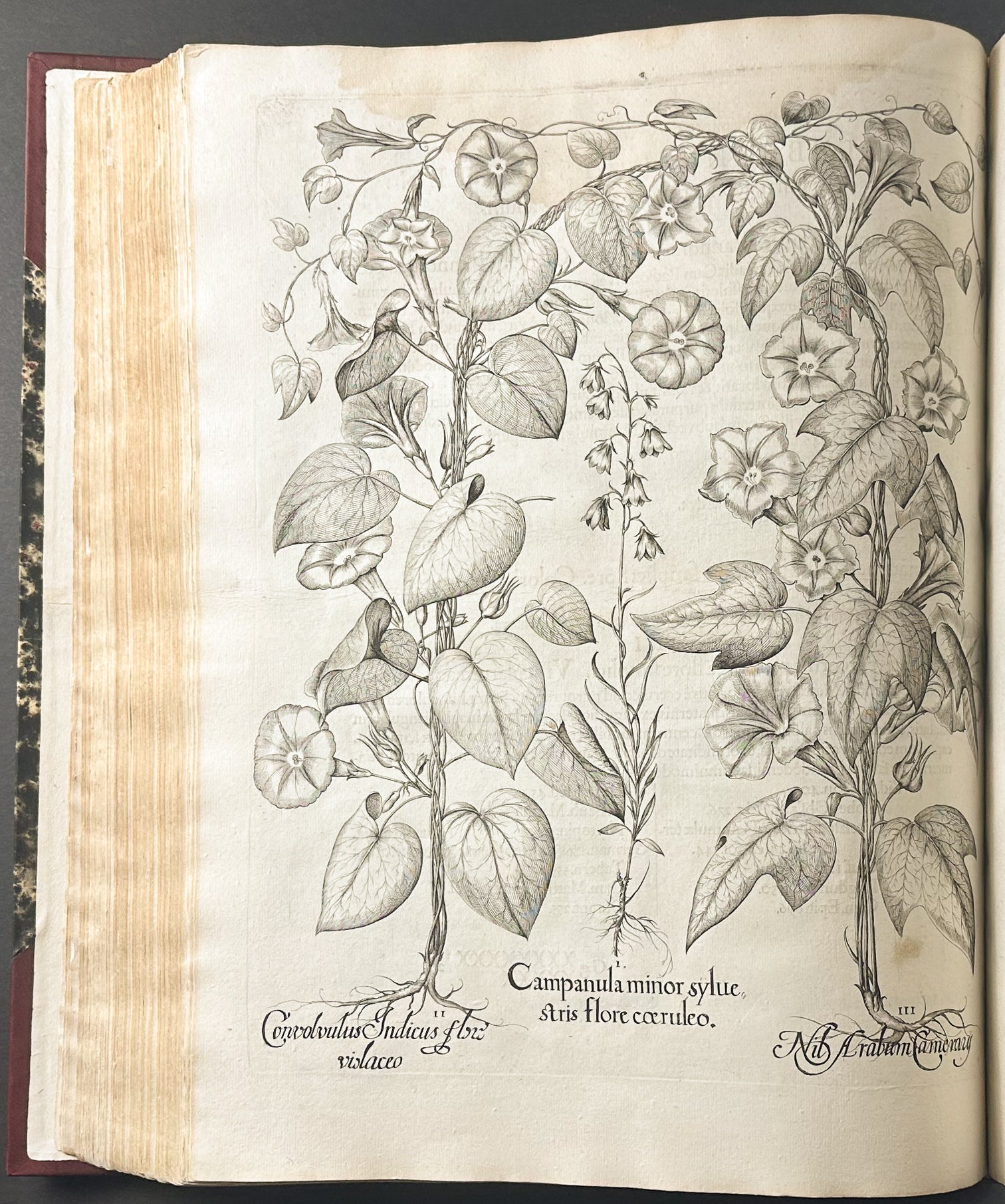 Hortus Eystettensis
