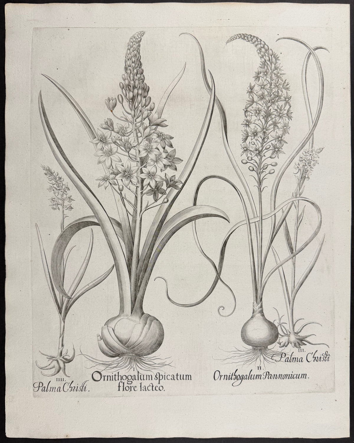 Spiked Star of Bethlehem [Ornithogalum spicatum]; Pannonian Star of Bethlehem [Ornithogalum Pannonicum]; Castor Oil Plant [Palma Christi]