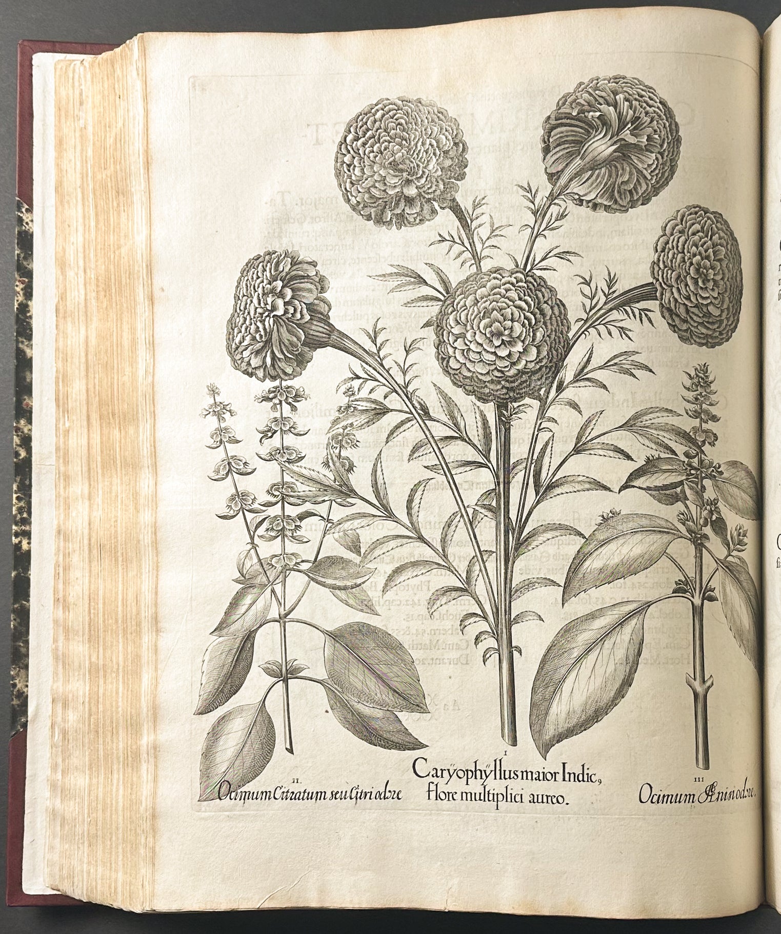 Hortus Eystettensis