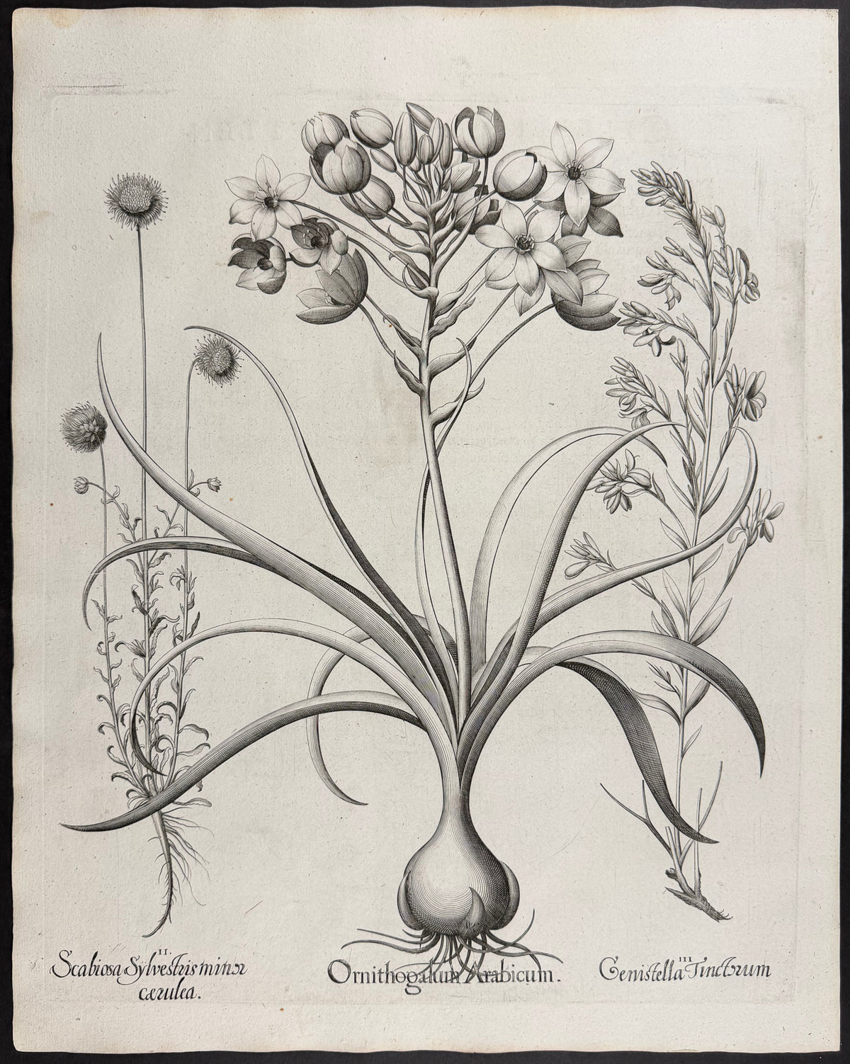 Arabian Star of Bethlehem [Ornithogalum Arabicum]; Wild Scabious [Scabiosa Sylverstris]; Dyer's Greenweed [Genistella Tinctorum]