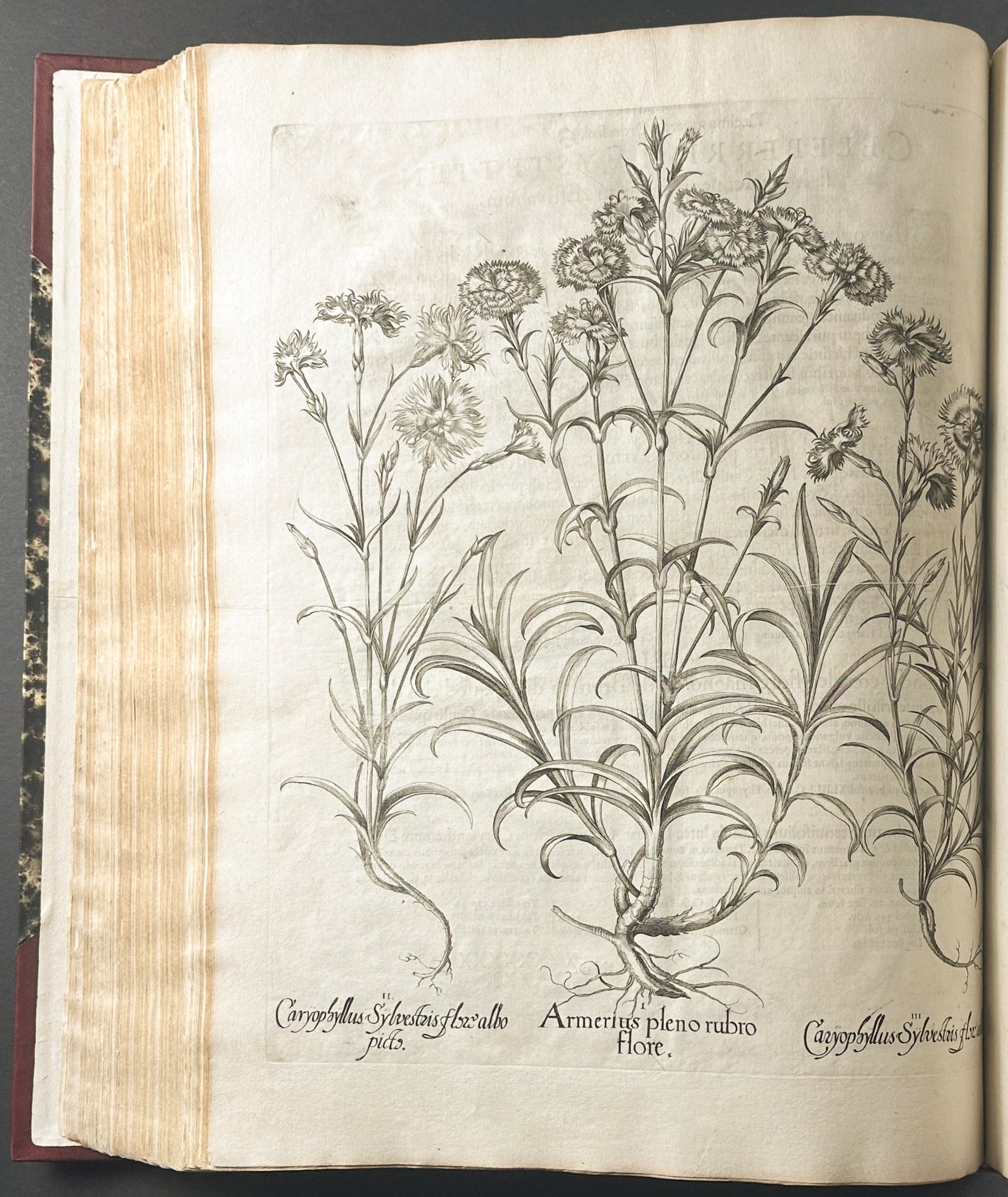 Hortus Eystettensis