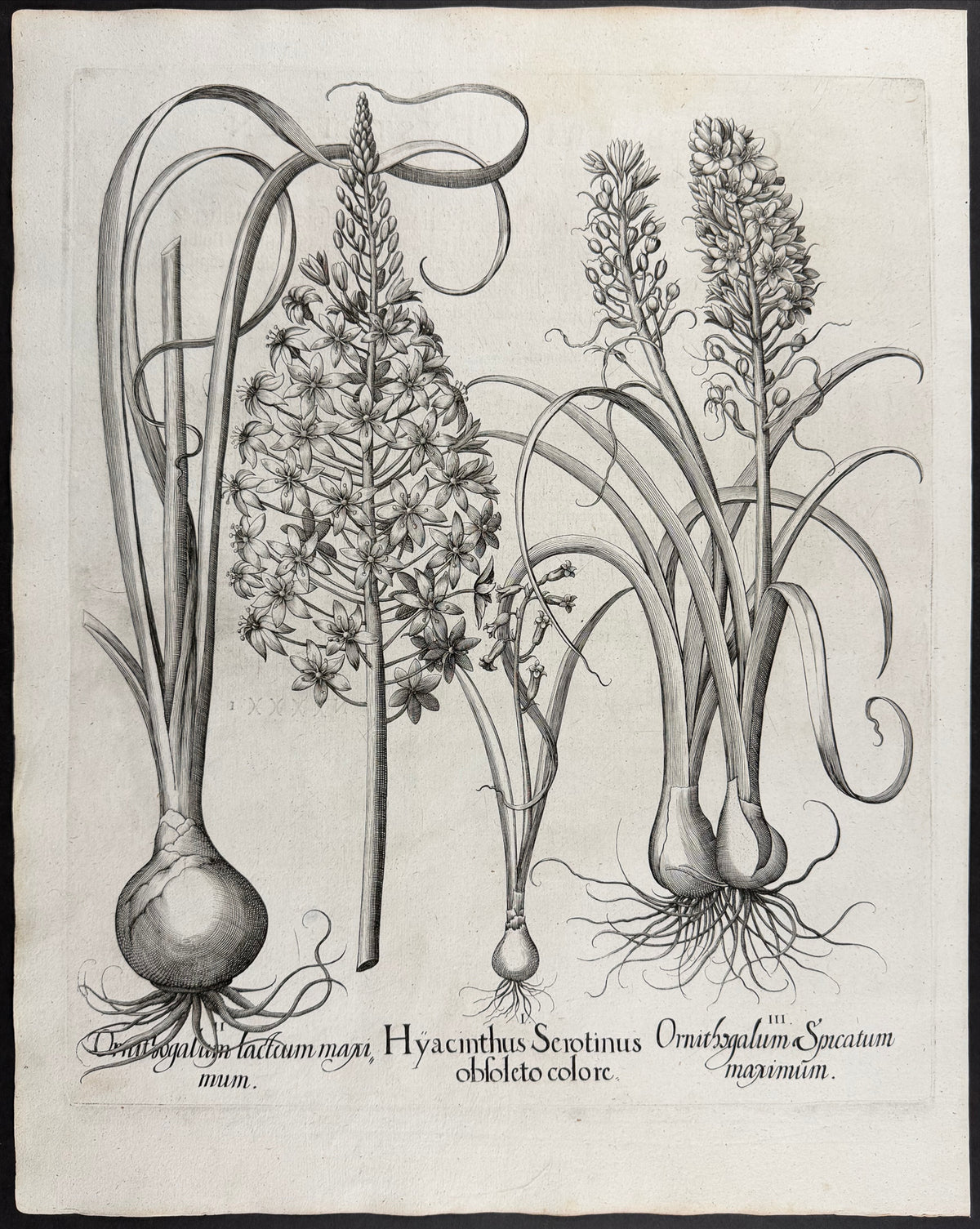 Late Hyacinth [Hyacinthus Serotinus]; Milk-white Star of Bethlehem [Ornithogalium lacteum]; Spiked Star of Bethlehem [Ornithogalium Spicatum]