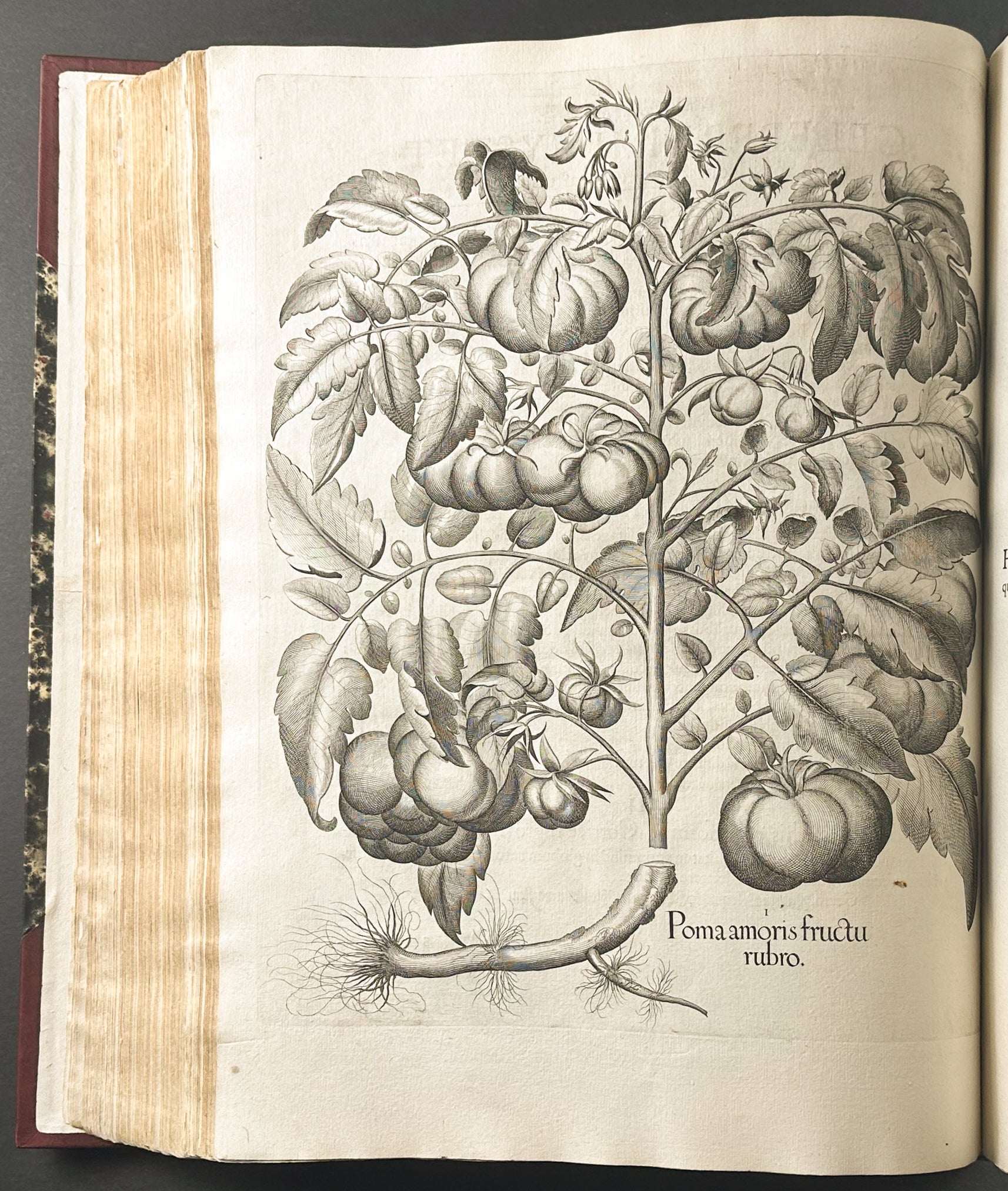Hortus Eystettensis