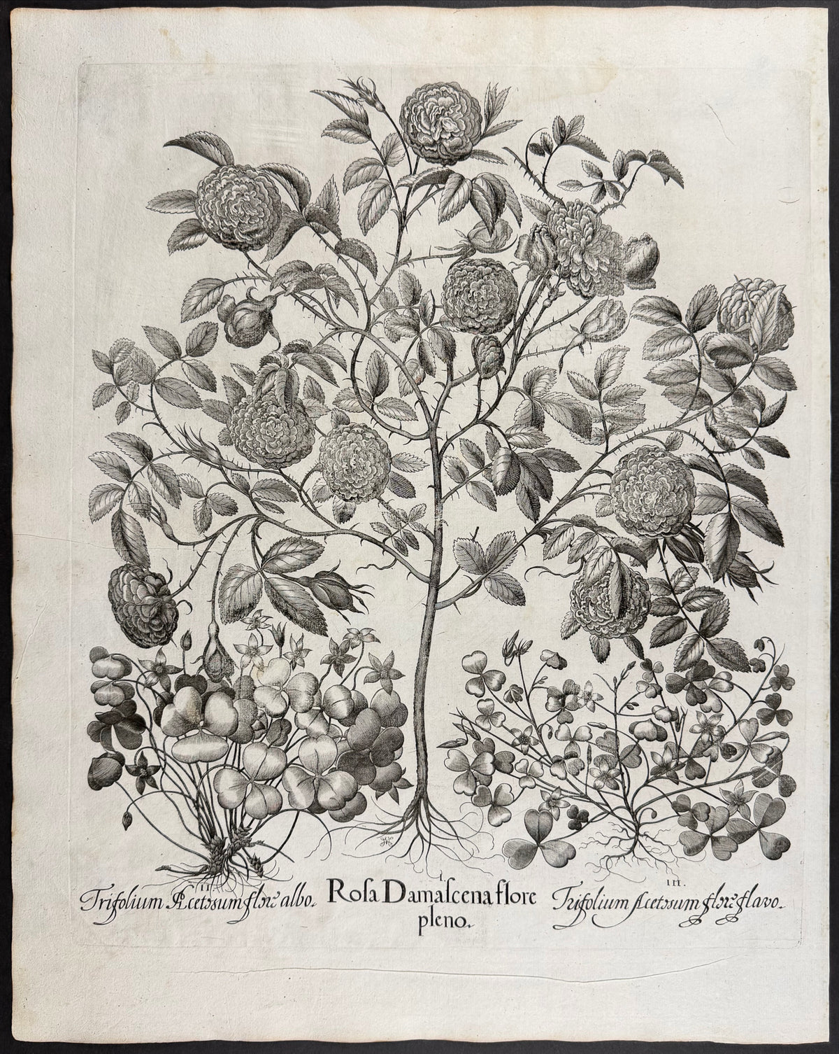 Damask Rose [Rosa Damascena]; Wood Sorrel [Trifolium Acetosum]; Wood Sorrel [Trifolium Acetosum]