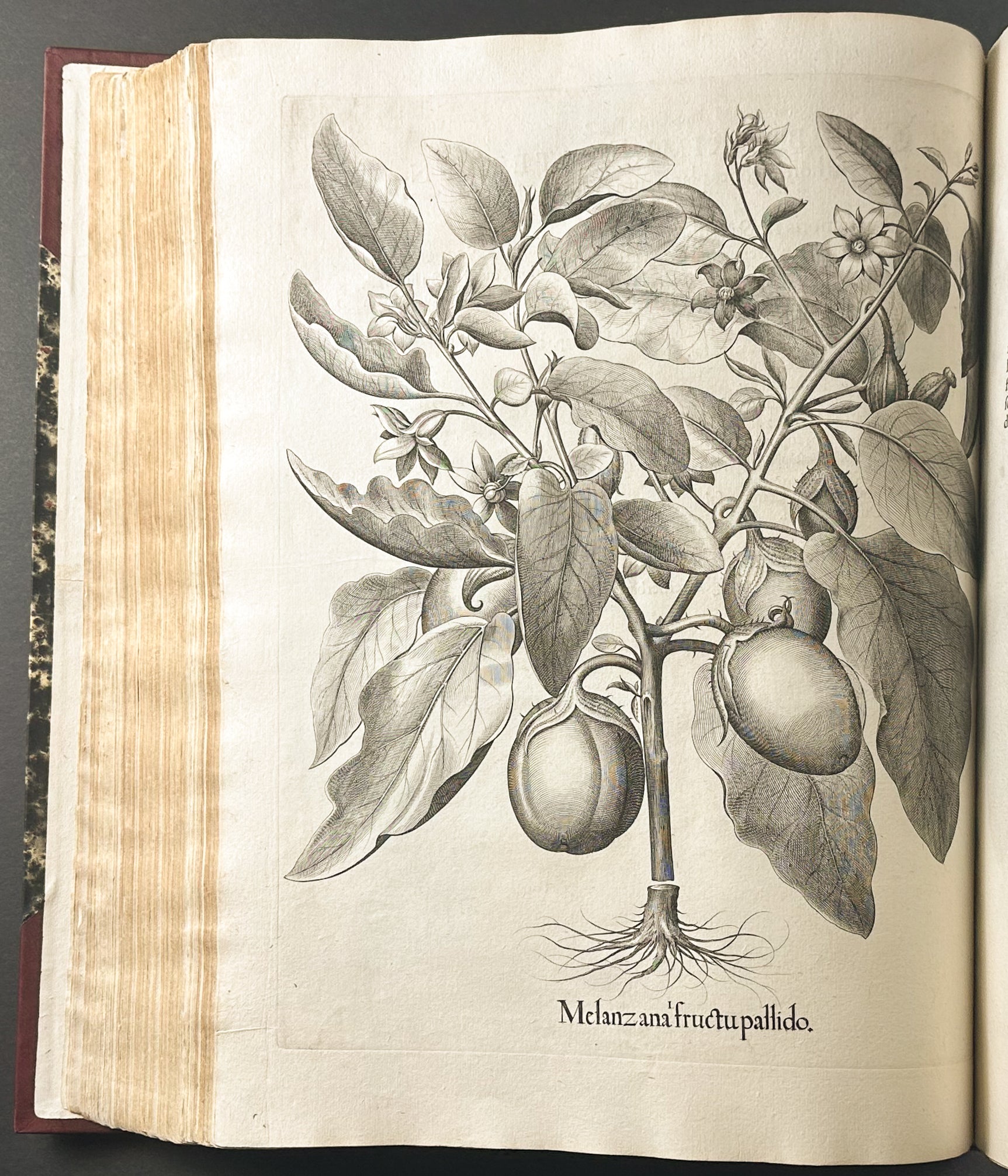 Hortus Eystettensis