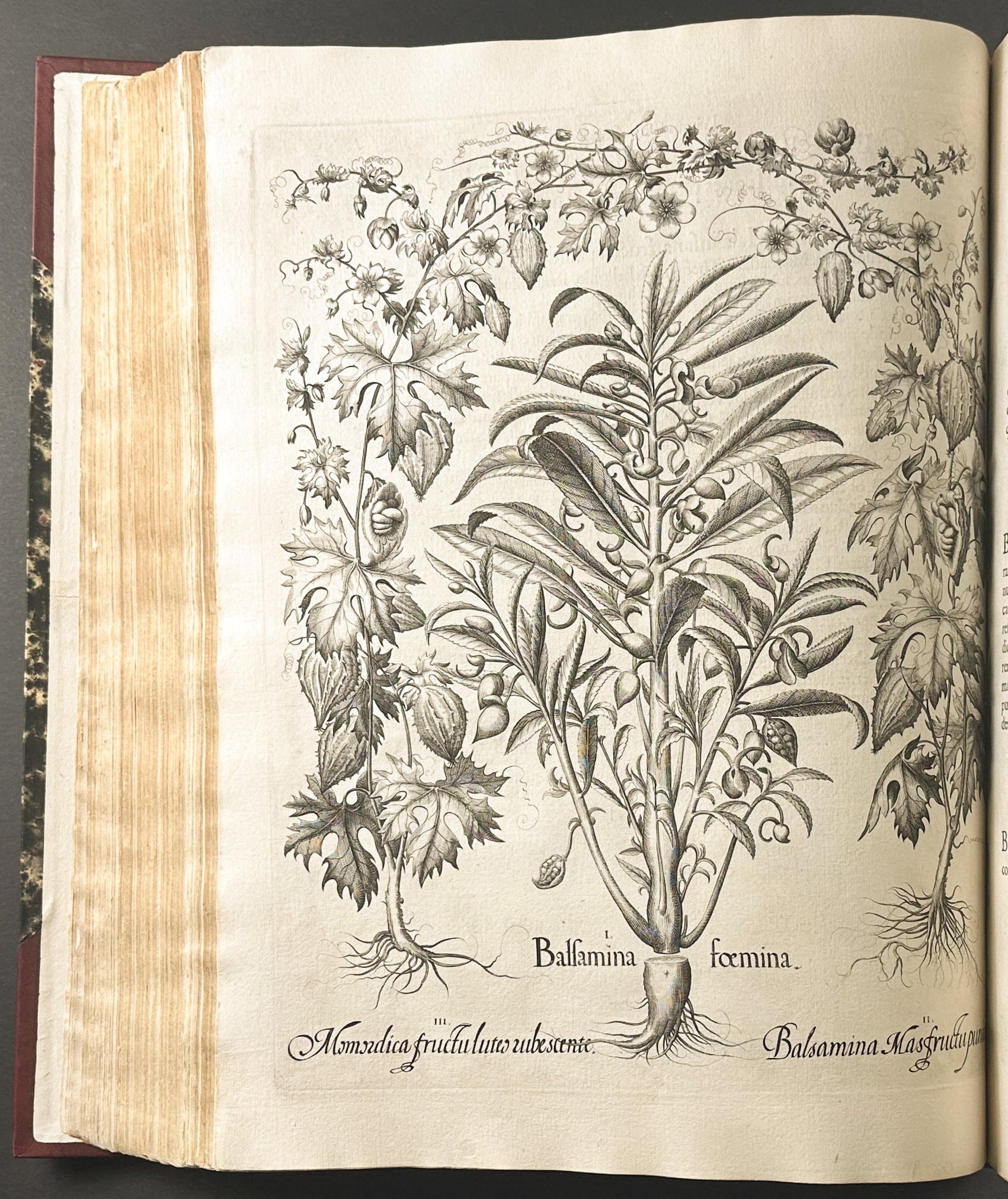 Hortus Eystettensis