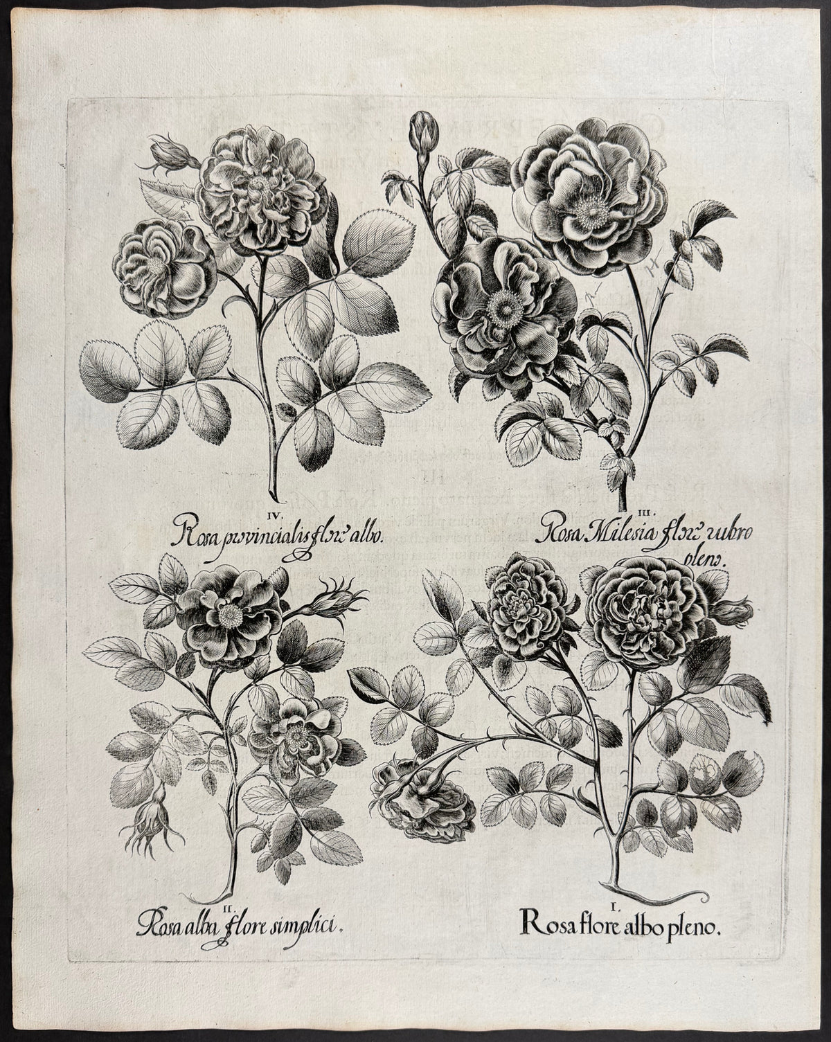 Rose [Rosa]