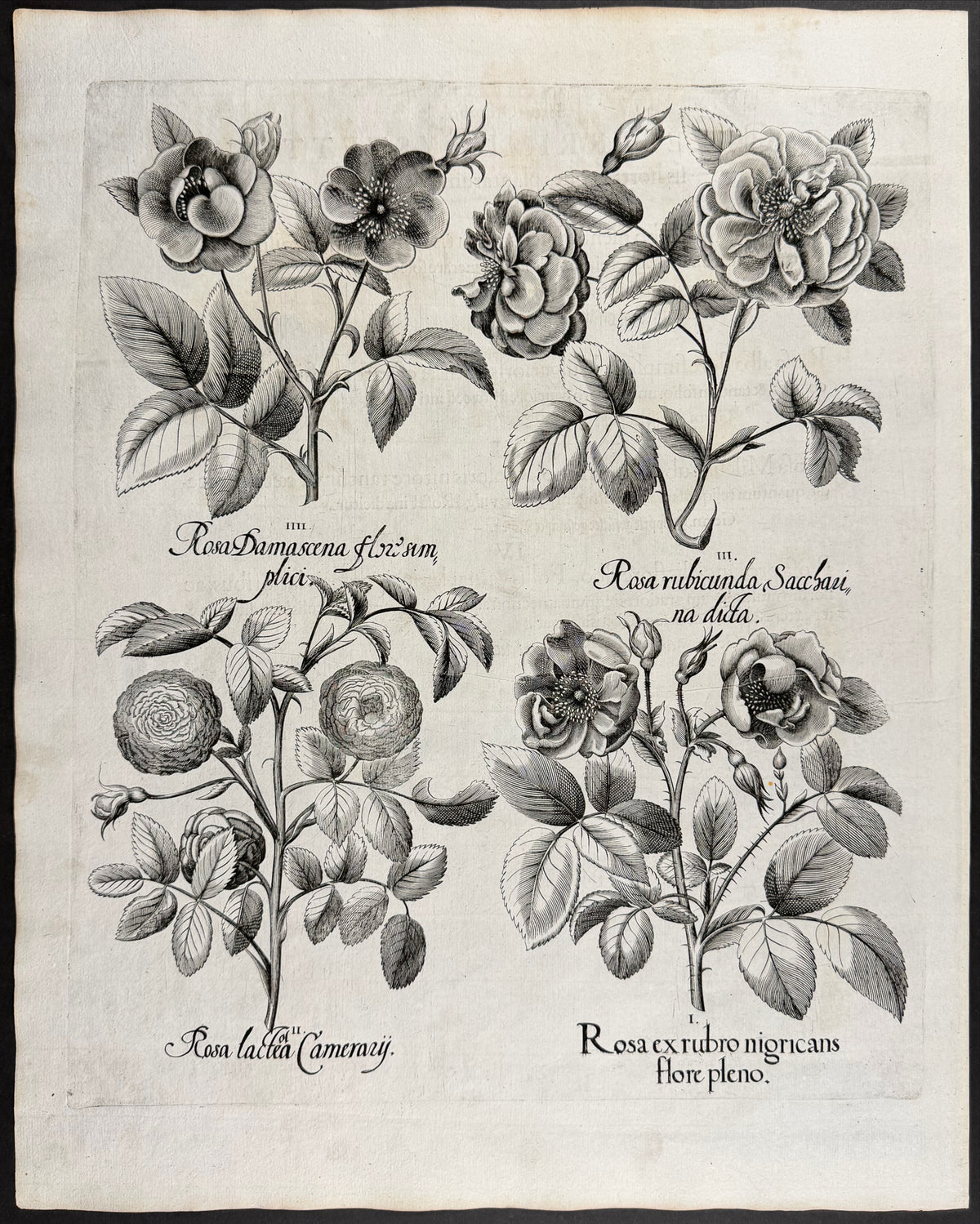 Rose [Rosa]