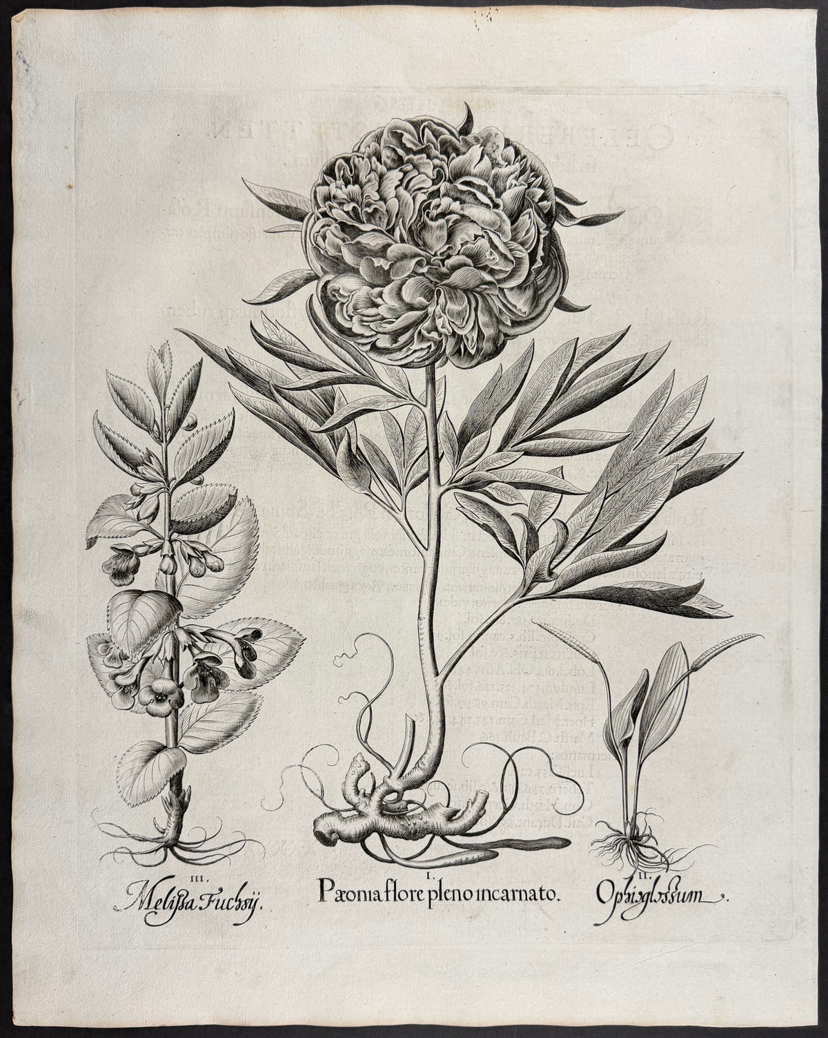 Peony Flower [Paeonia flore]; Adder's Tongue [Ophioglossum]; Fuchs's Balm [Melissa Fuchsy]
