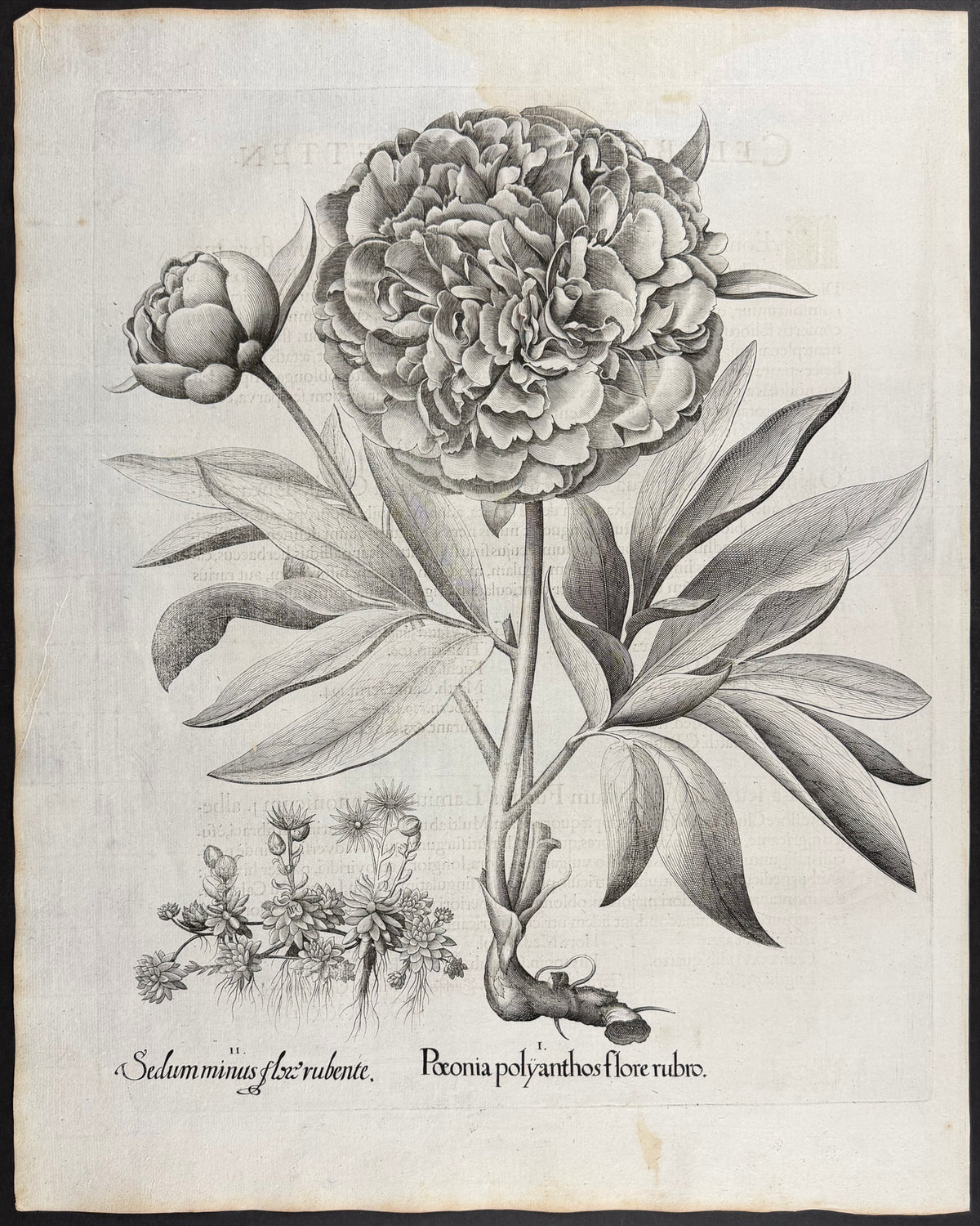 Many-flowered Peony [Paeonia polyanthos]; Lesser Stonecrop [Sedum minus]