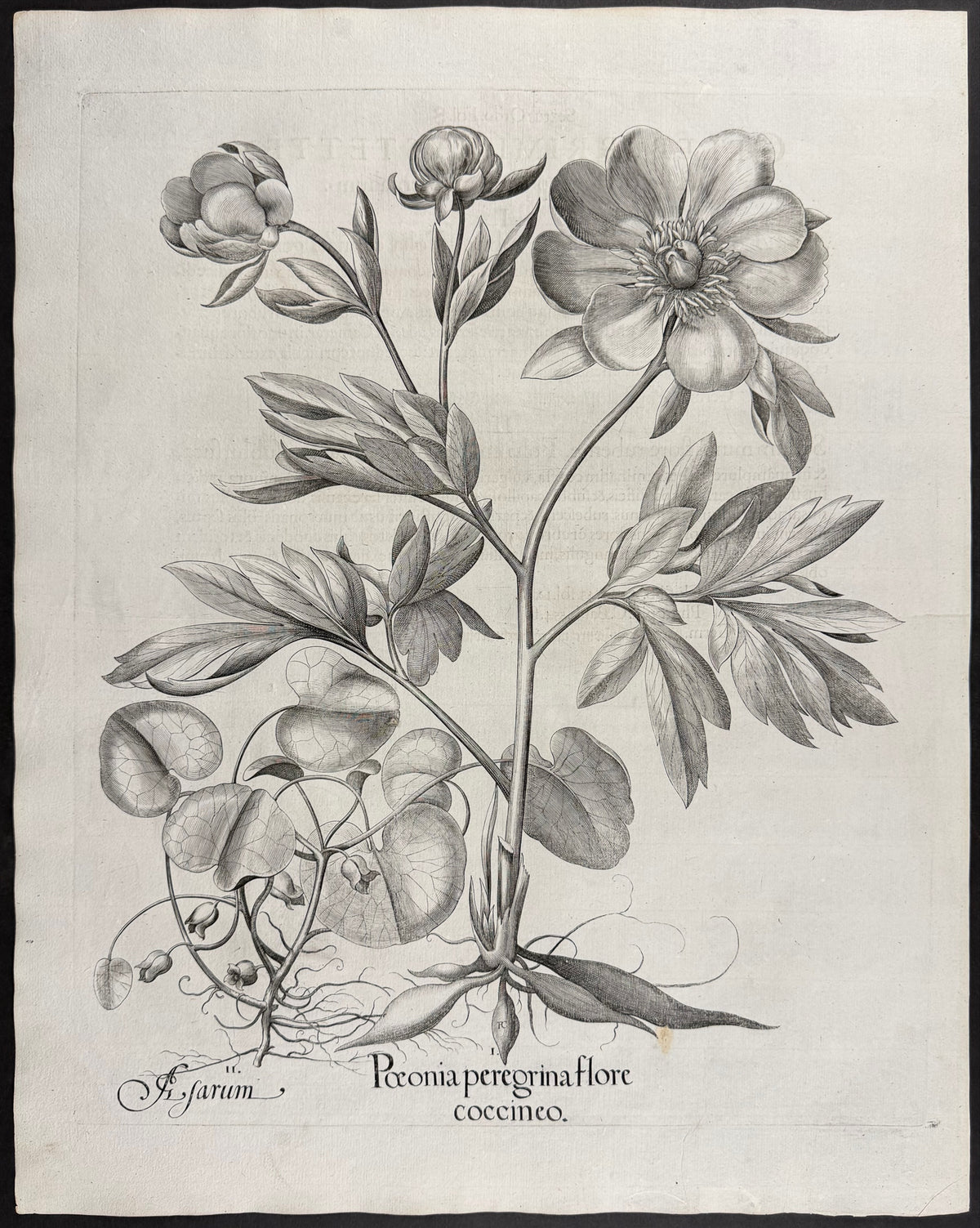 Peregrine Peony [Paeonia peregrina]; Asarabacca [Asarum]