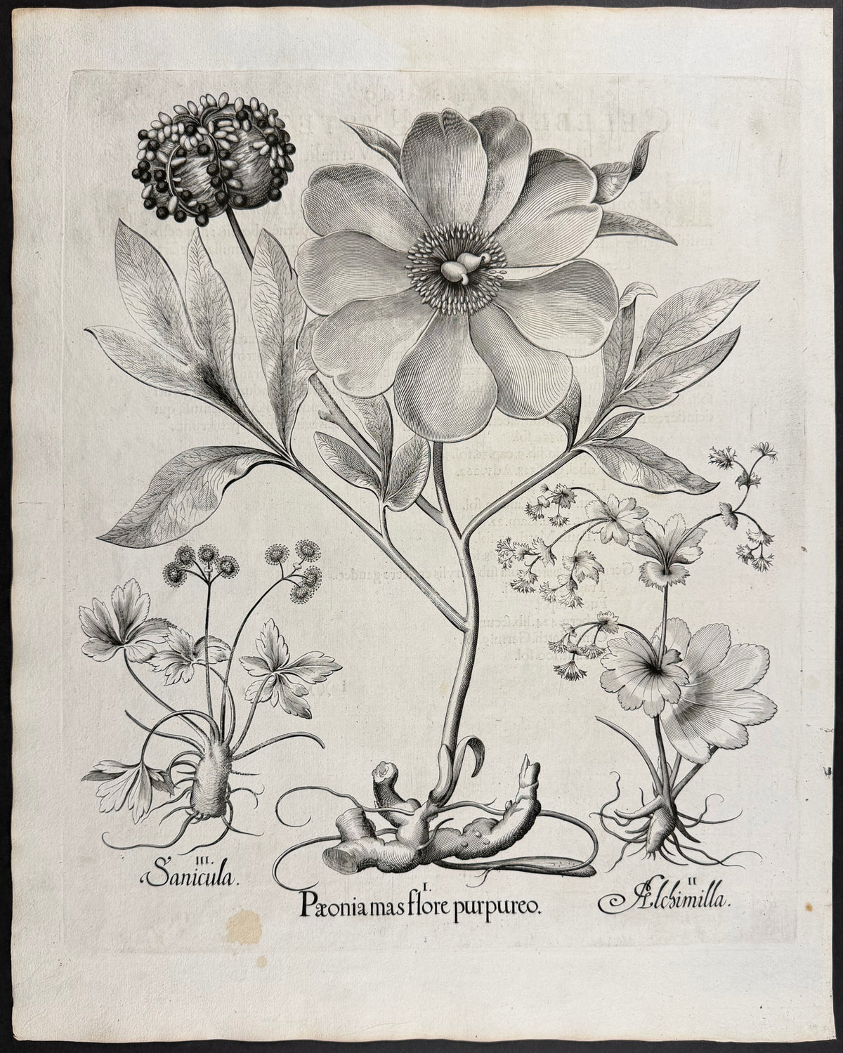 Male Peony [Paeonia mas]; Lady's Mantle [Alchimilla]; Sanicle [Sanicula]