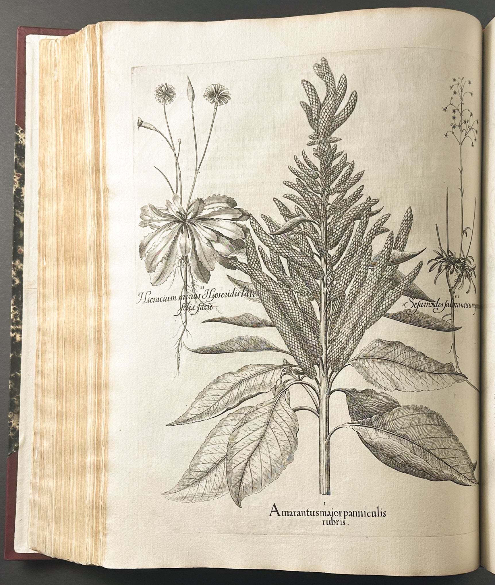Hortus Eystettensis