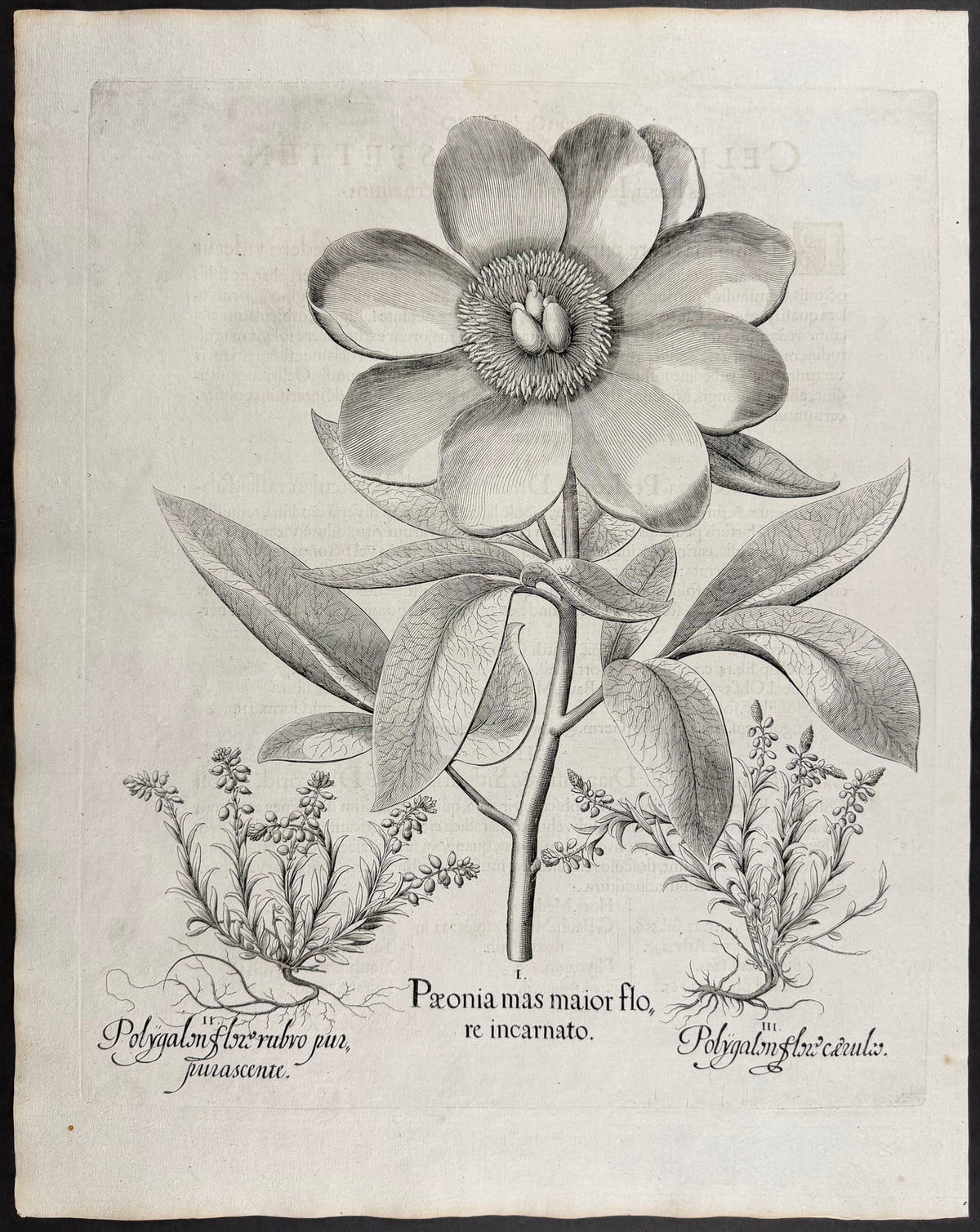 Male Peony [Paeonia mas]; Milkwort Flower [Polygalon flox]; Milkwort Flower [Polygalon flox]