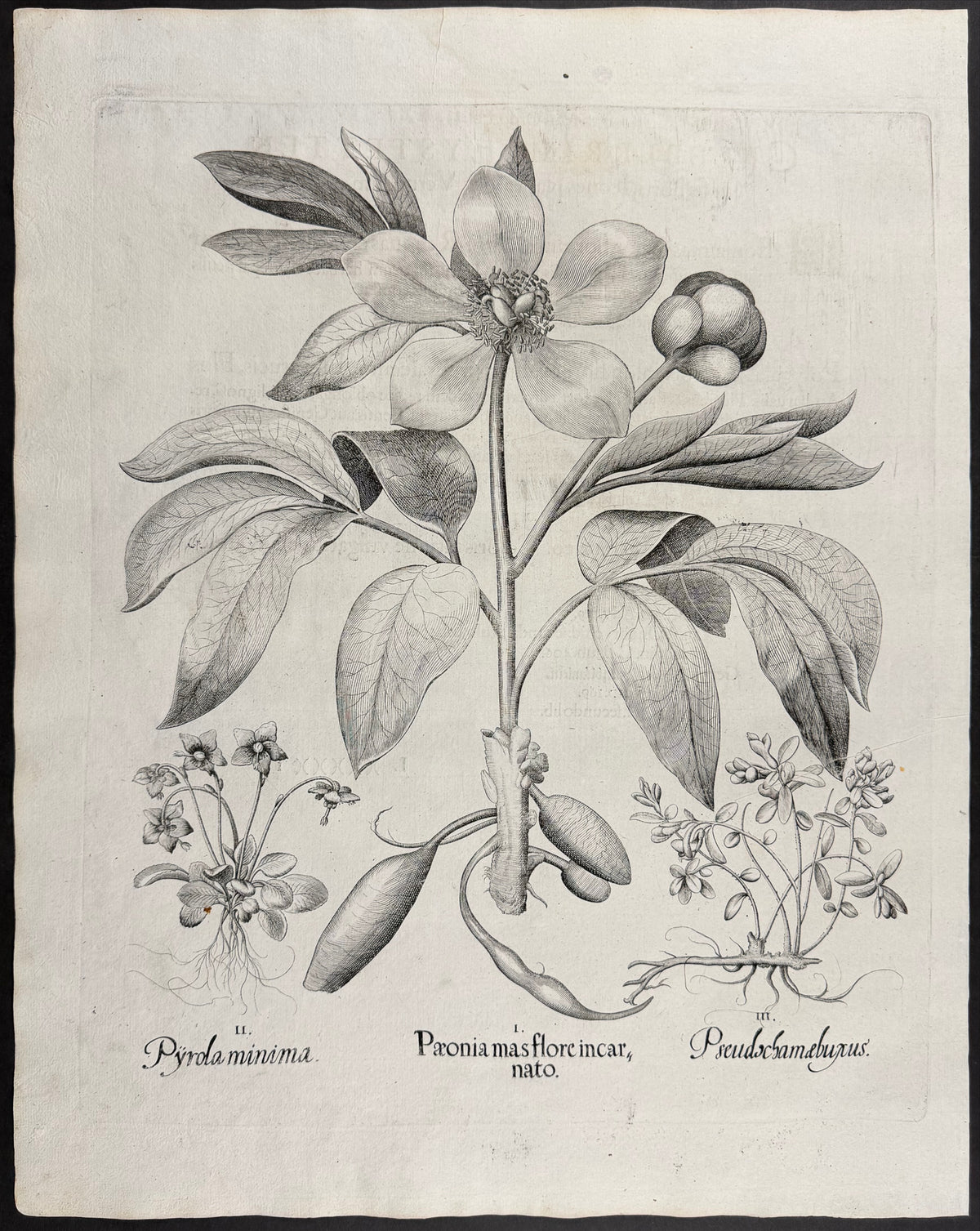 Male Peony [Paeonia mas]; Bastard Box [Pseudochamaebuxus]; Lesser Wintergreen [Pryola minima]