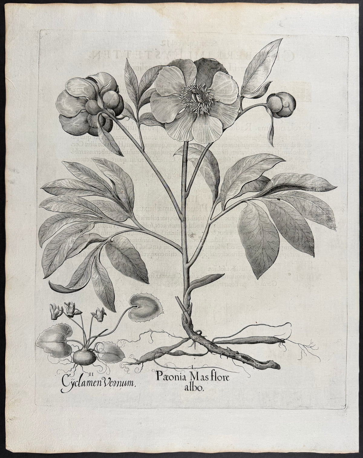 Male Peony [Paeonia Mas]; Spring Cyclamen [Cyclamen Vernum]