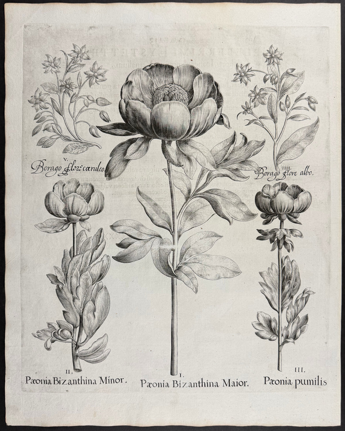 Byzantine Peony [Paeonia Bizanthina]; Byzantine Peony [Paeonia Bizanthia]; Dwarf Peony [paeonia pumilis]