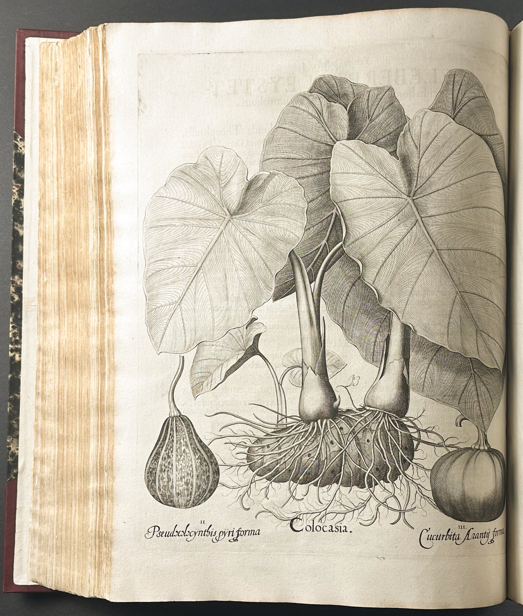 Hortus Eystettensis