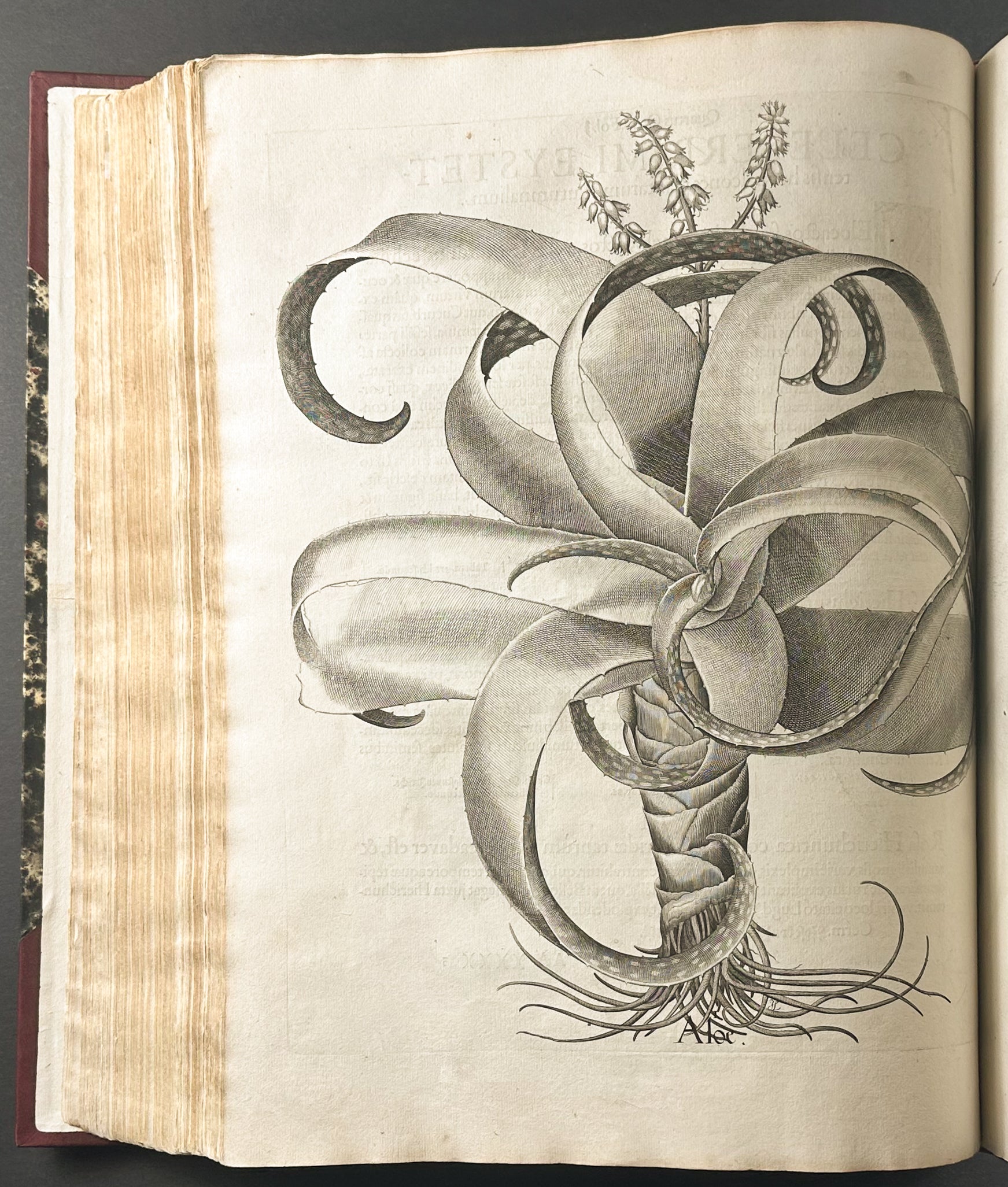 Hortus Eystettensis