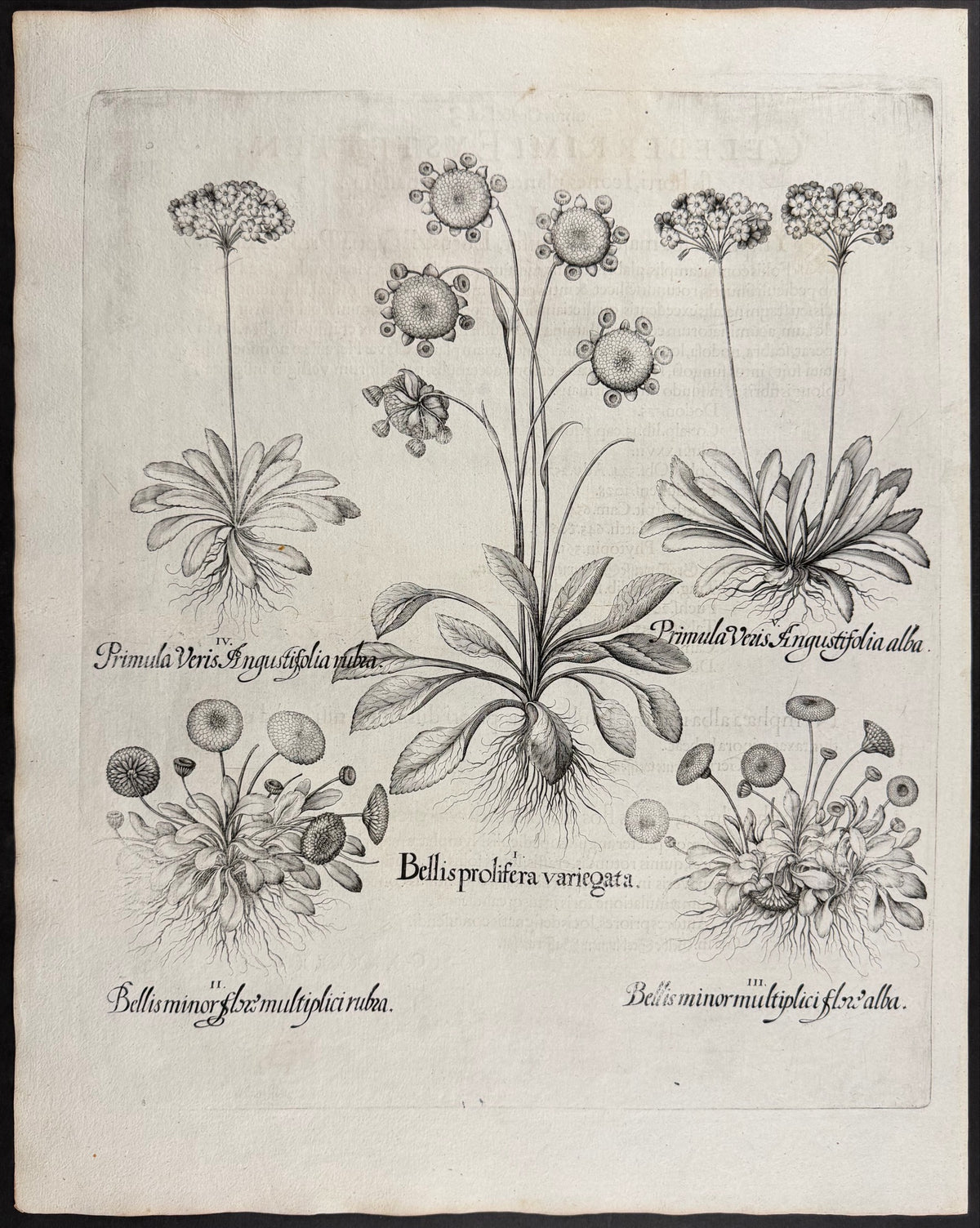 Daisy [Bellis]; Primrose [Primula]