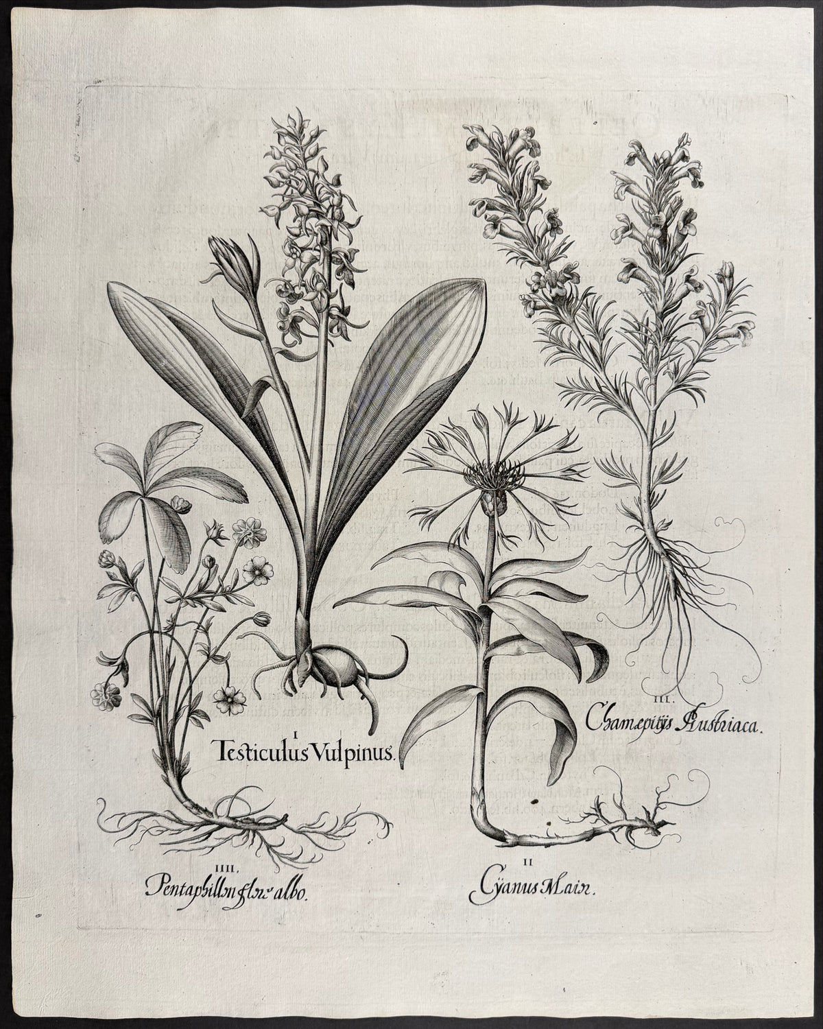 Fox Orchid / Salep [Testiculus Vulpinus]; Great Cornflower [Cyanus Main]; Austrian Ground Pine [Chamepitys Austriaca]; Cinquefoil Flower [Pentaphillon flox]
