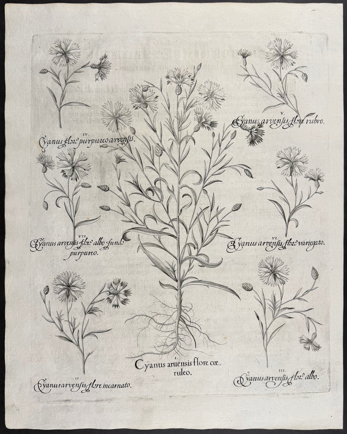 Cornflower [Cyanus]