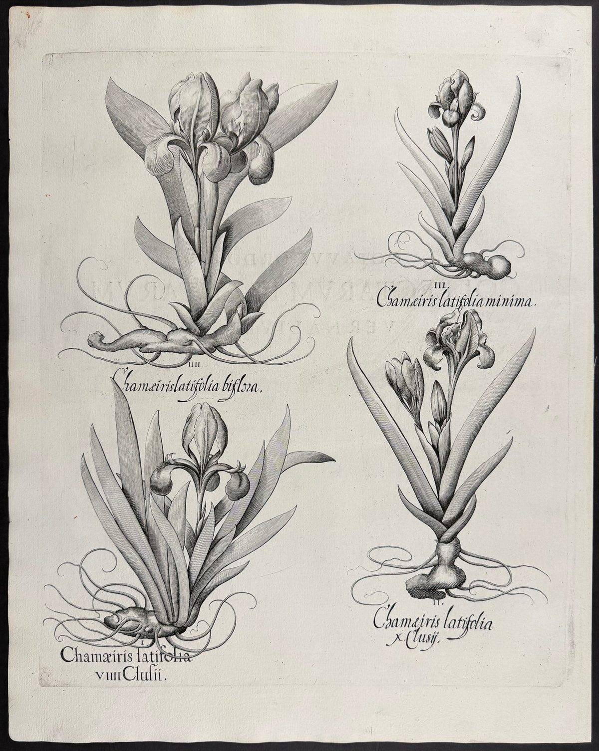 Broad-leaved Dwarf Iris [Chameiris latifolia]