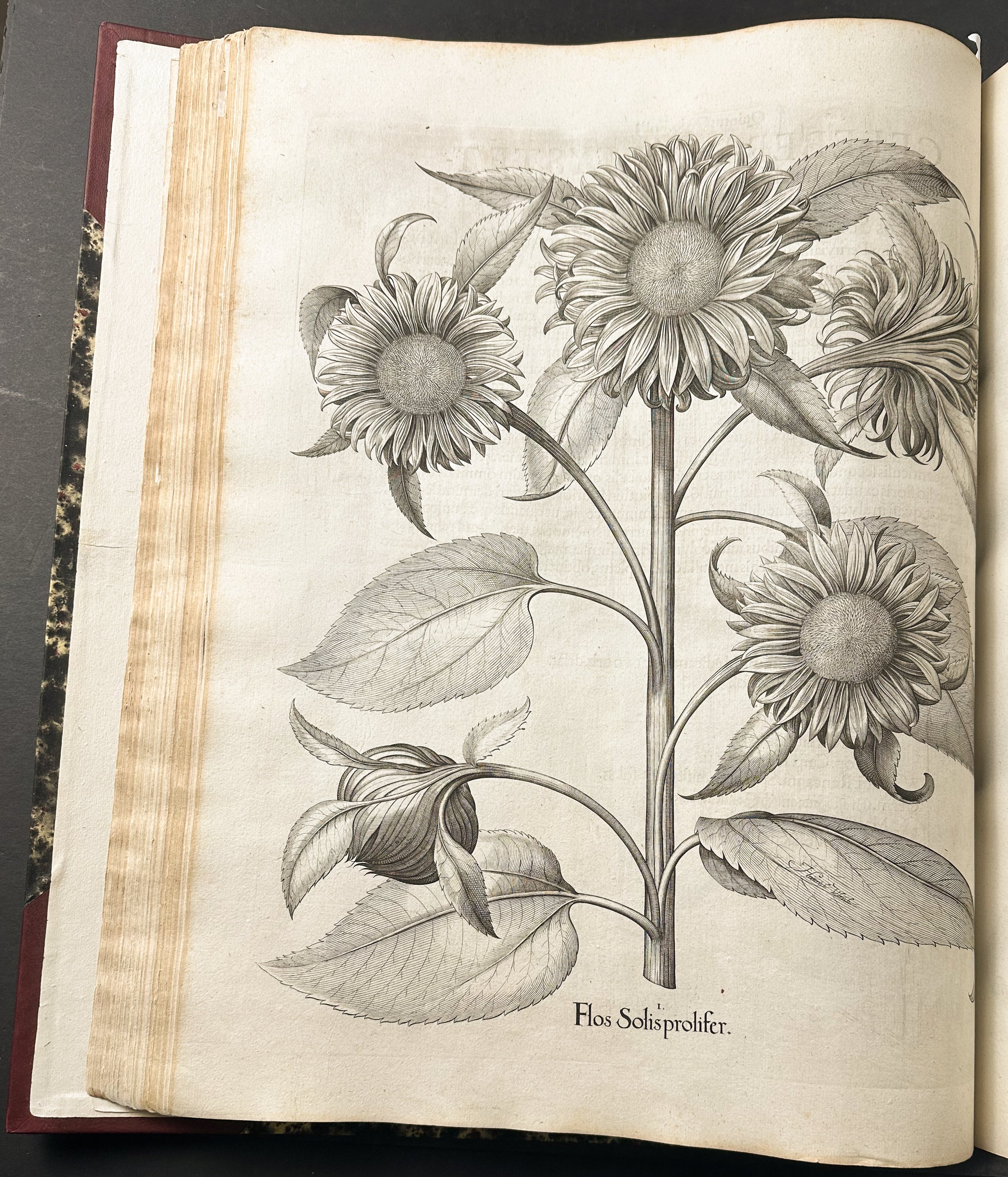Hortus Eystettensis - Two Volumes with 366 engraved plates