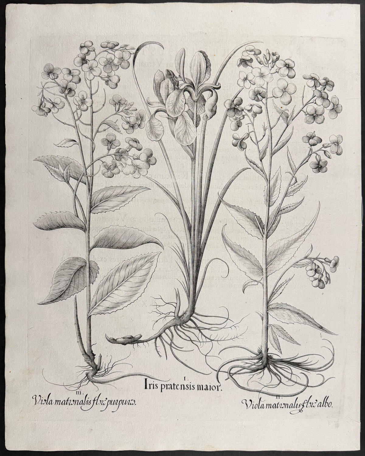 Meadow Iris [Iris pratensis]; Dame's Violet / Dame's Rocket [Viola matronalis]; Dame's Violet / Dame's Rocket [Viola matronalis]